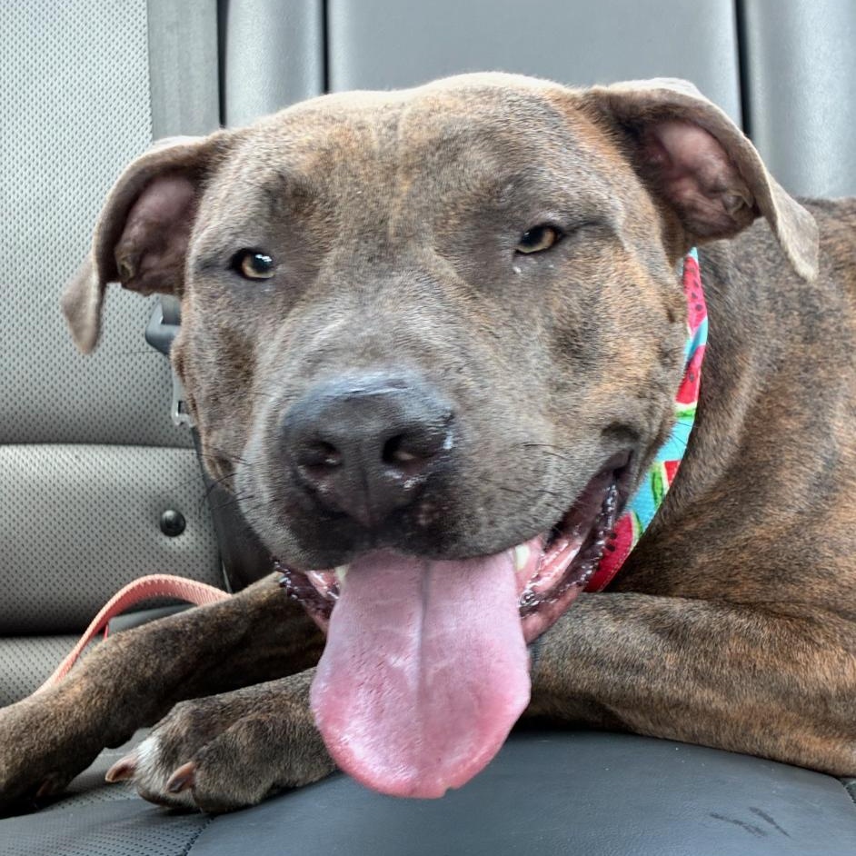 Lakin, Adoptable, Young Female Pit Bull Terrier.