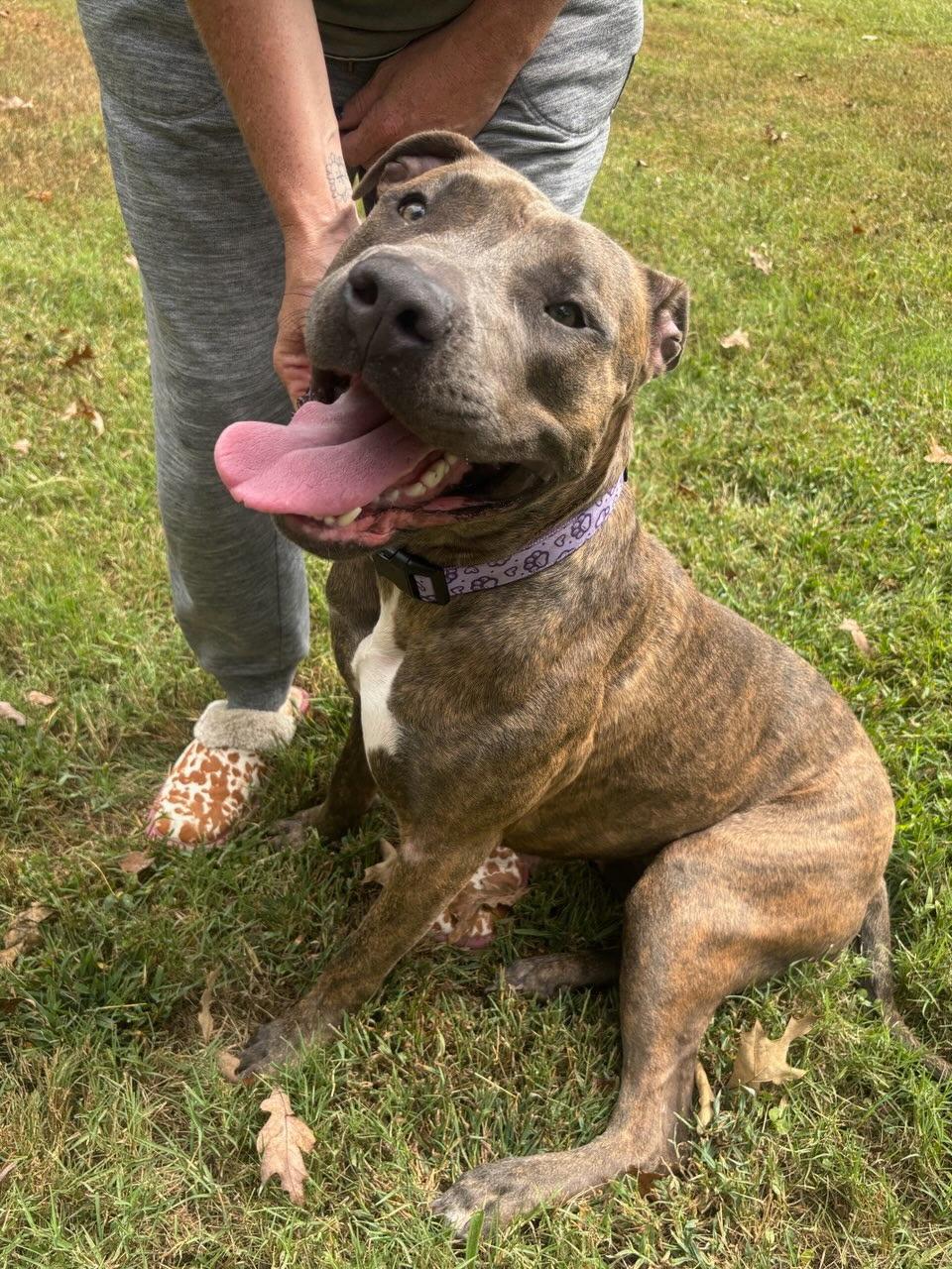 Enlarge Lakin, a Adoptable mixed breed in Lake Worth, FL image 4/6