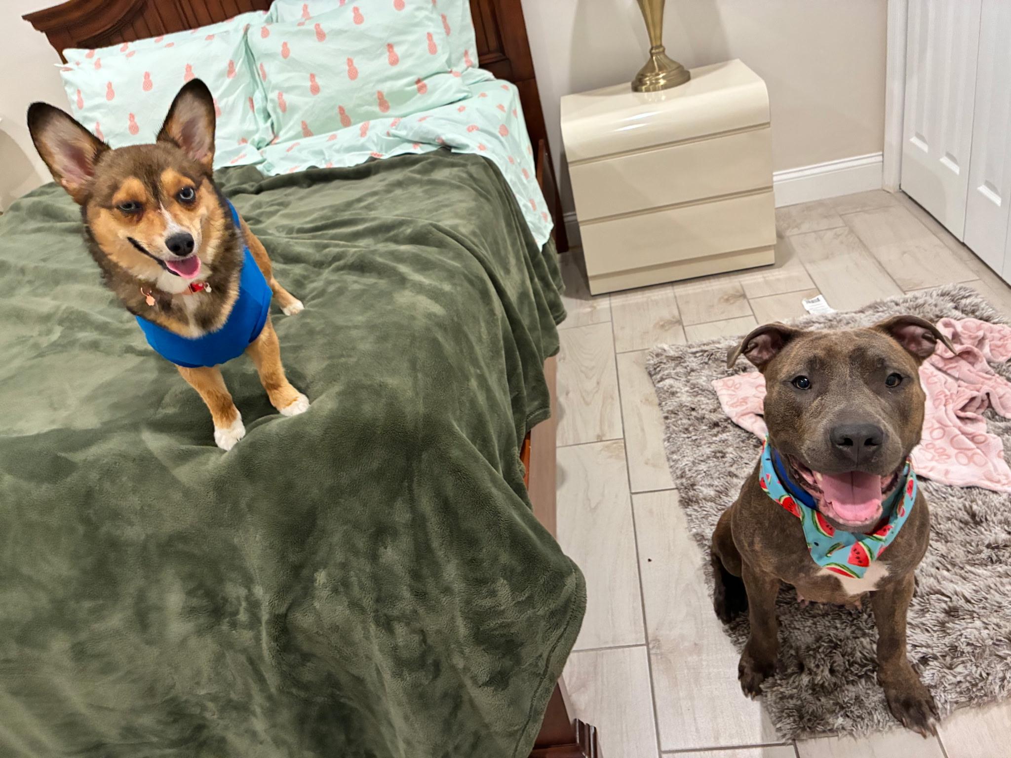 Enlarge Lakin, a Adoptable mixed breed in Lake Worth, FL image 6/6