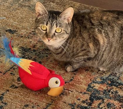 Takeesha $50 fostered, a Adoptable mixed breed in Seneca, SC image 1/3