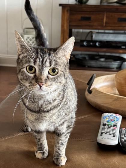 Takeesha $50 fostered, a Adoptable mixed breed in Seneca, SC image 2/3