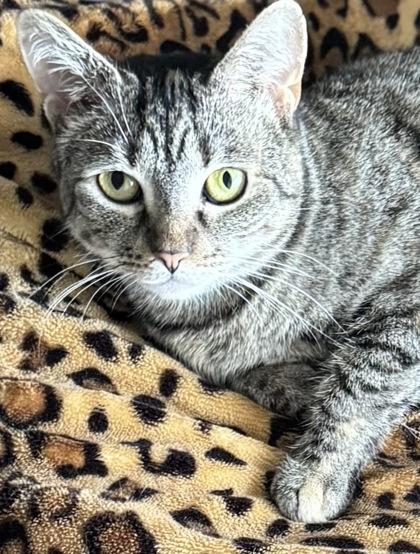 Takeesha $50 fostered, a Adoptable mixed breed in Seneca, SC image 3/3