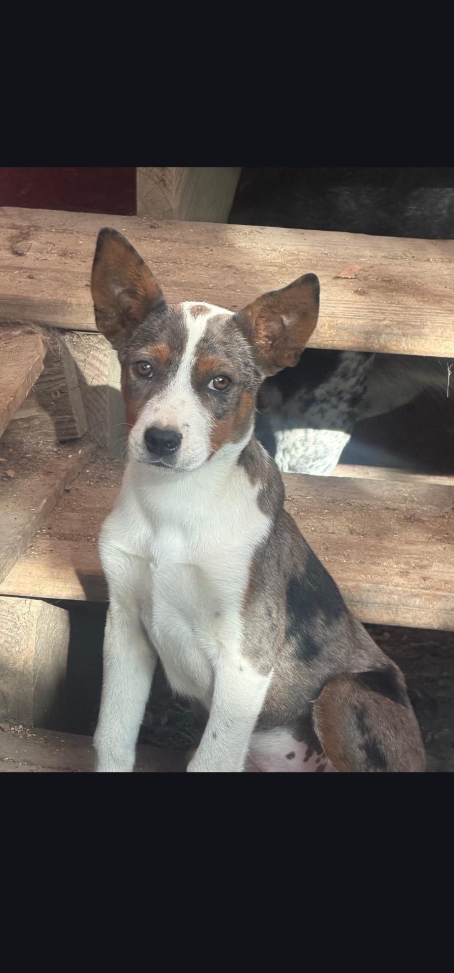 Enlarge kenny, a Adoptable Australian Cattle Dog / Blue Heeler in Hardin, MT image 1/1