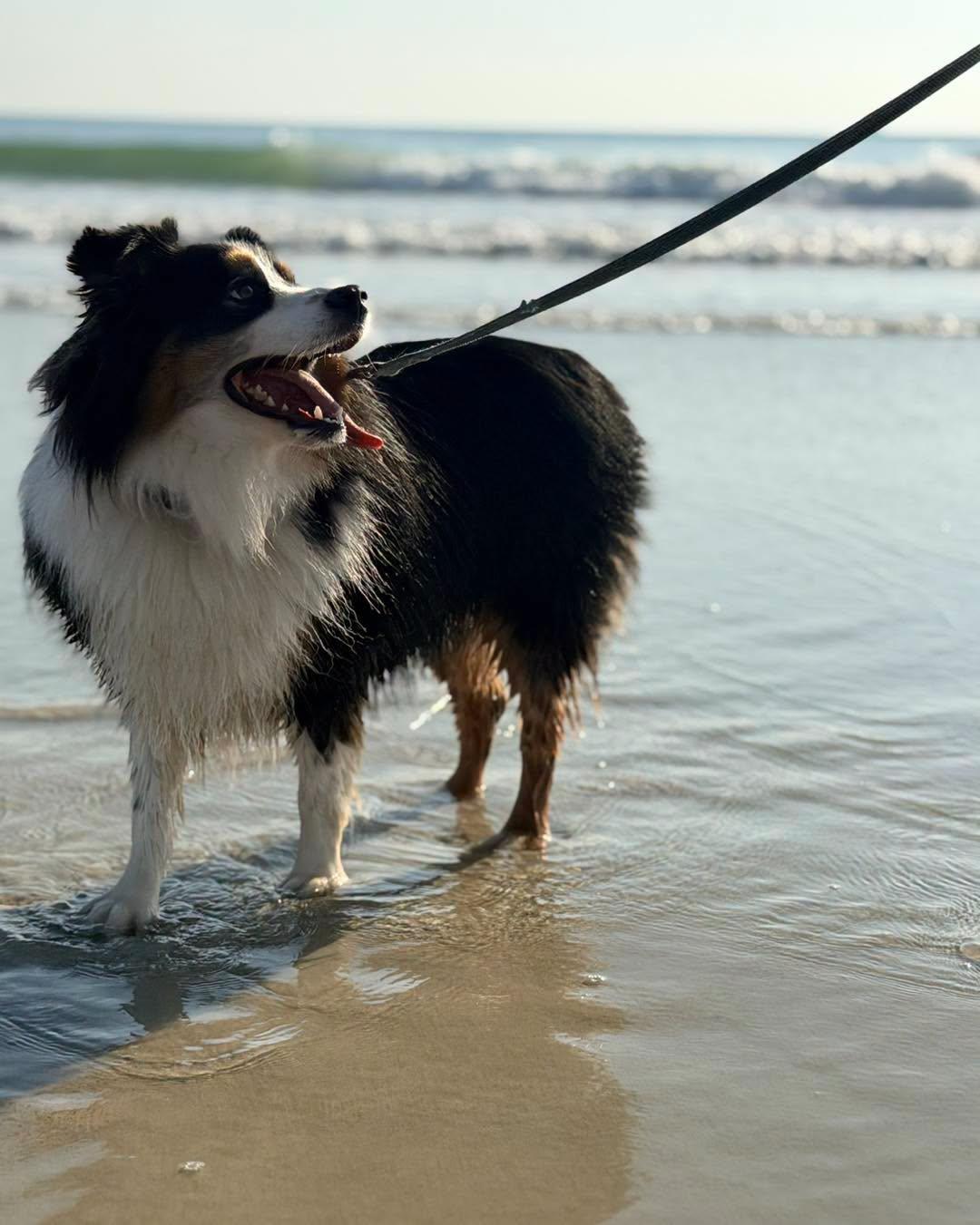 Enlarge Carter, a ADOPTABLE Australian Shepherd in New Smyrna Beach, FL image 3/6