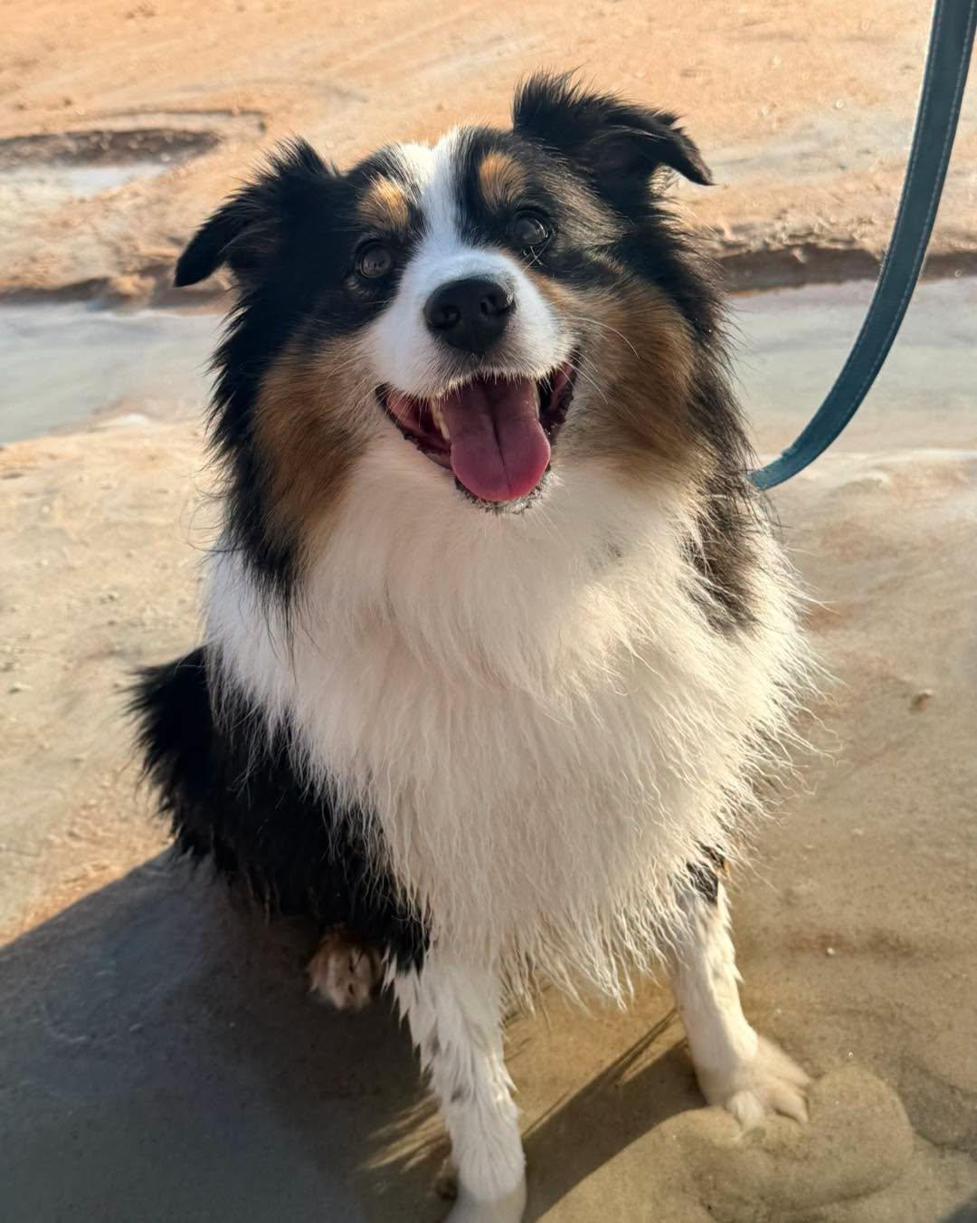 Enlarge Carter, a ADOPTABLE Australian Shepherd in New Smyrna Beach, FL image 1/6
