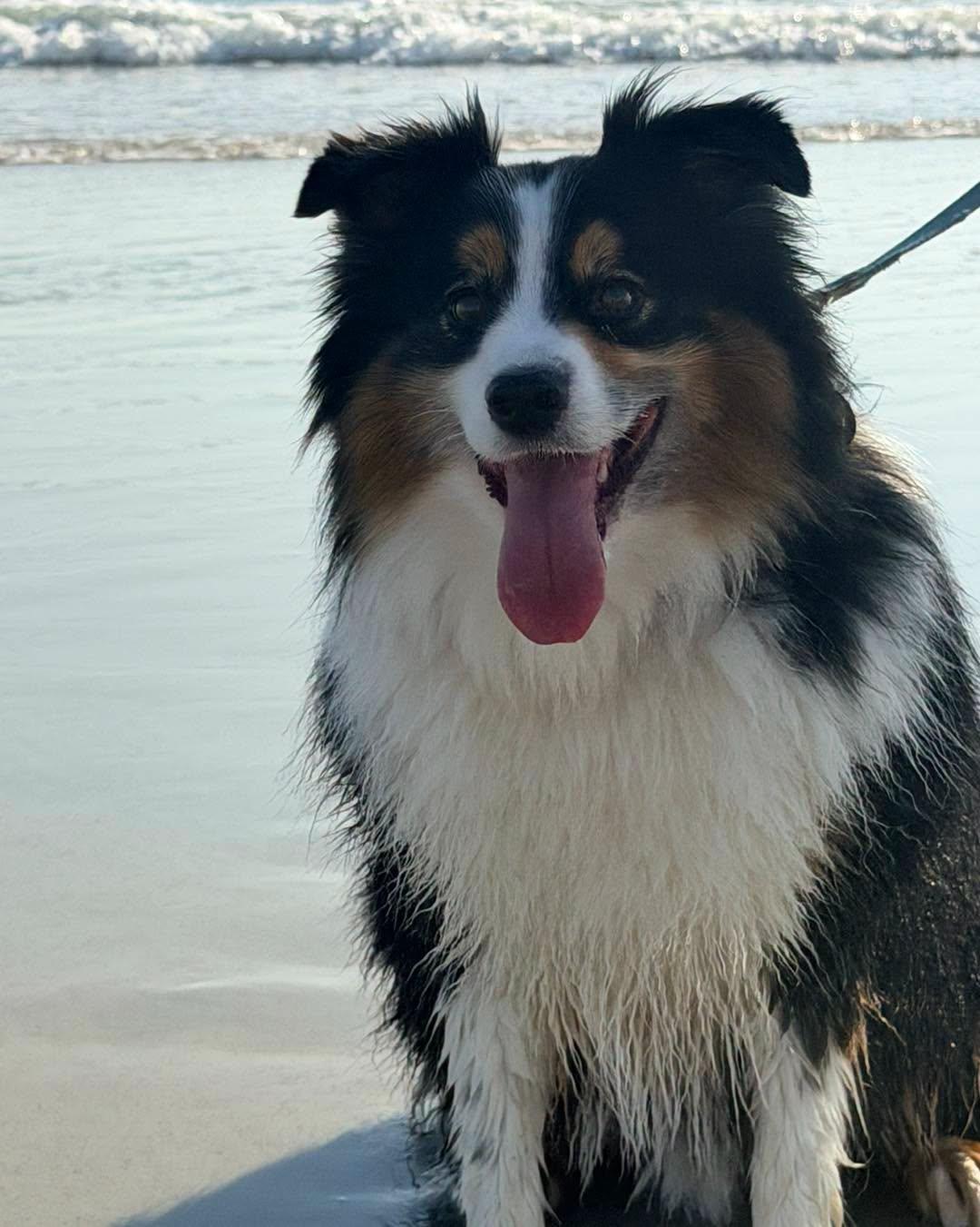 Enlarge Carter, a ADOPTABLE Australian Shepherd in New Smyrna Beach, FL image 5/6