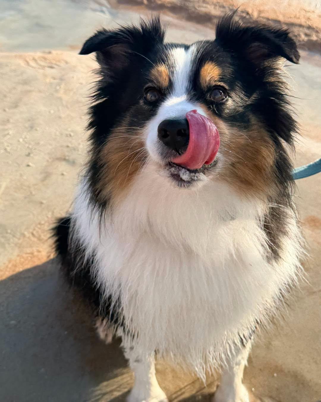 Enlarge Carter, a ADOPTABLE Australian Shepherd in New Smyrna Beach, FL image 2/6