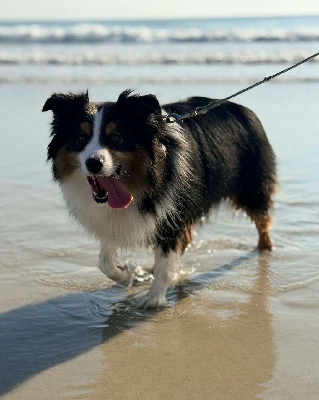 Enlarge Carter, a ADOPTABLE Australian Shepherd in New Smyrna Beach, FL image 4/6