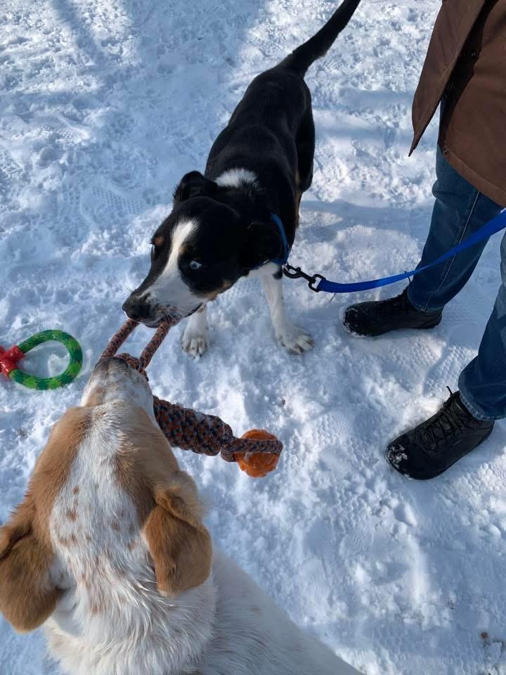 Enlarge Cupcake, a Adoptable mixed breed in Elyria, OH image 2/5