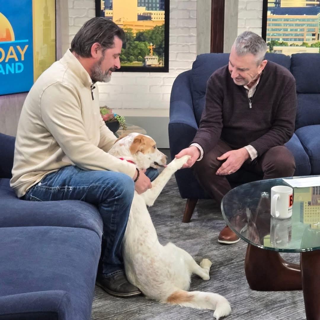 Enlarge Cupcake, a Adoptable mixed breed in Elyria, OH image 5/5