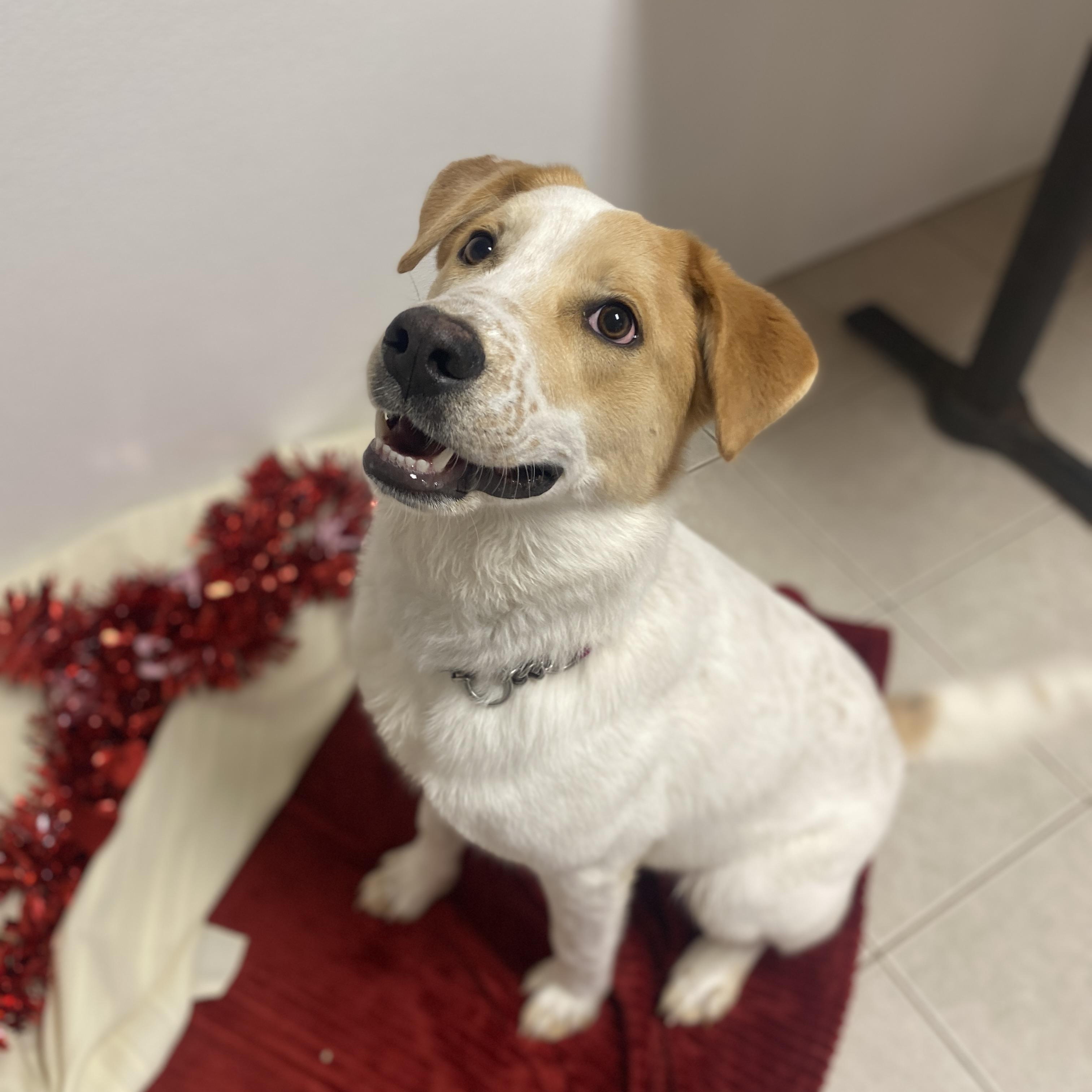 Enlarge Cupcake GCI Trained Graduate!! , an adoptable mixed breed in Elyria, OH image 6/6