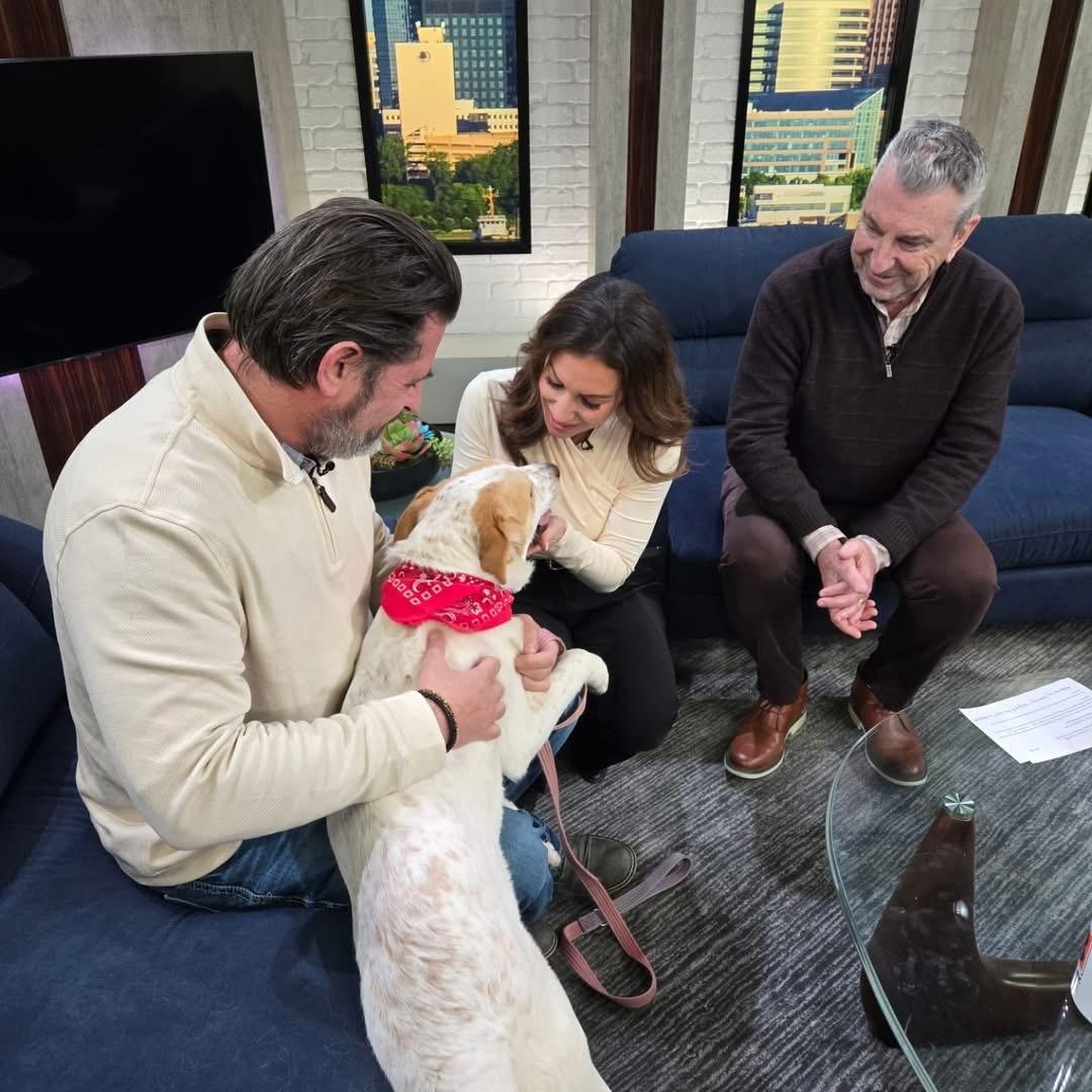 Enlarge Cupcake, a Adoptable mixed breed in Elyria, OH image 4/5