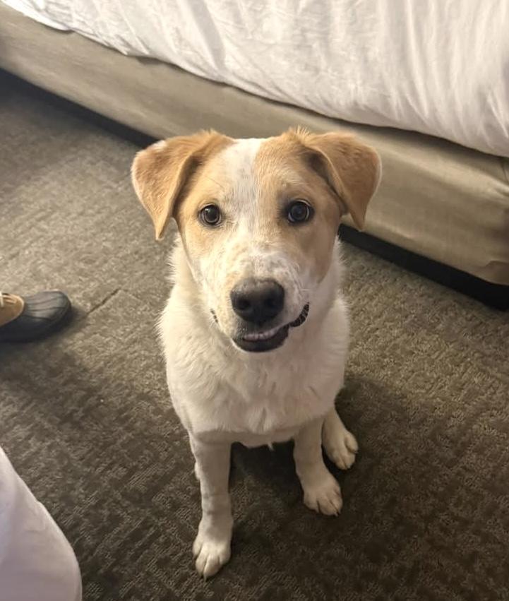 Enlarge Cupcake, a Adoptable mixed breed in Elyria, OH image 1/5