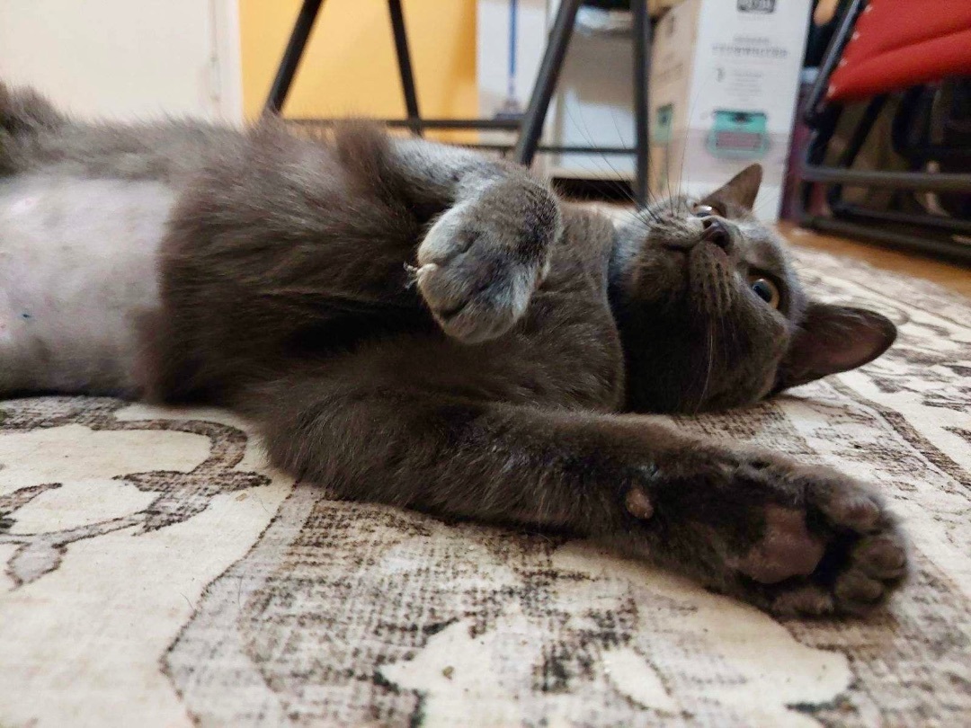 Chloe, a Adoptable Domestic Short Hair in Greensboro, NC image 3/6