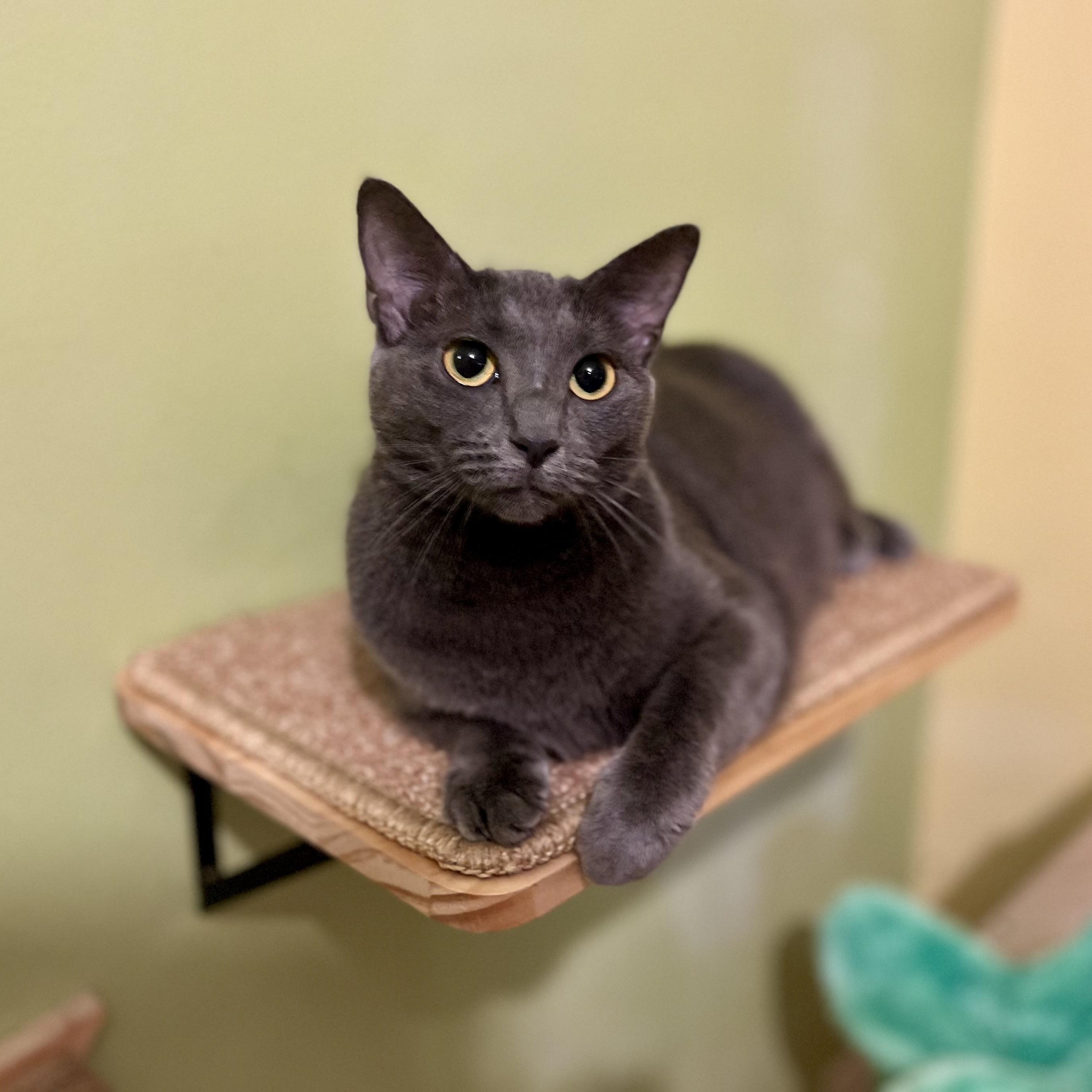Chloe, a Adoptable Domestic Short Hair in Greensboro, NC image 1/6