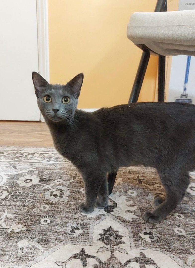 Chloe, a Adoptable Domestic Short Hair in Greensboro, NC image 4/6