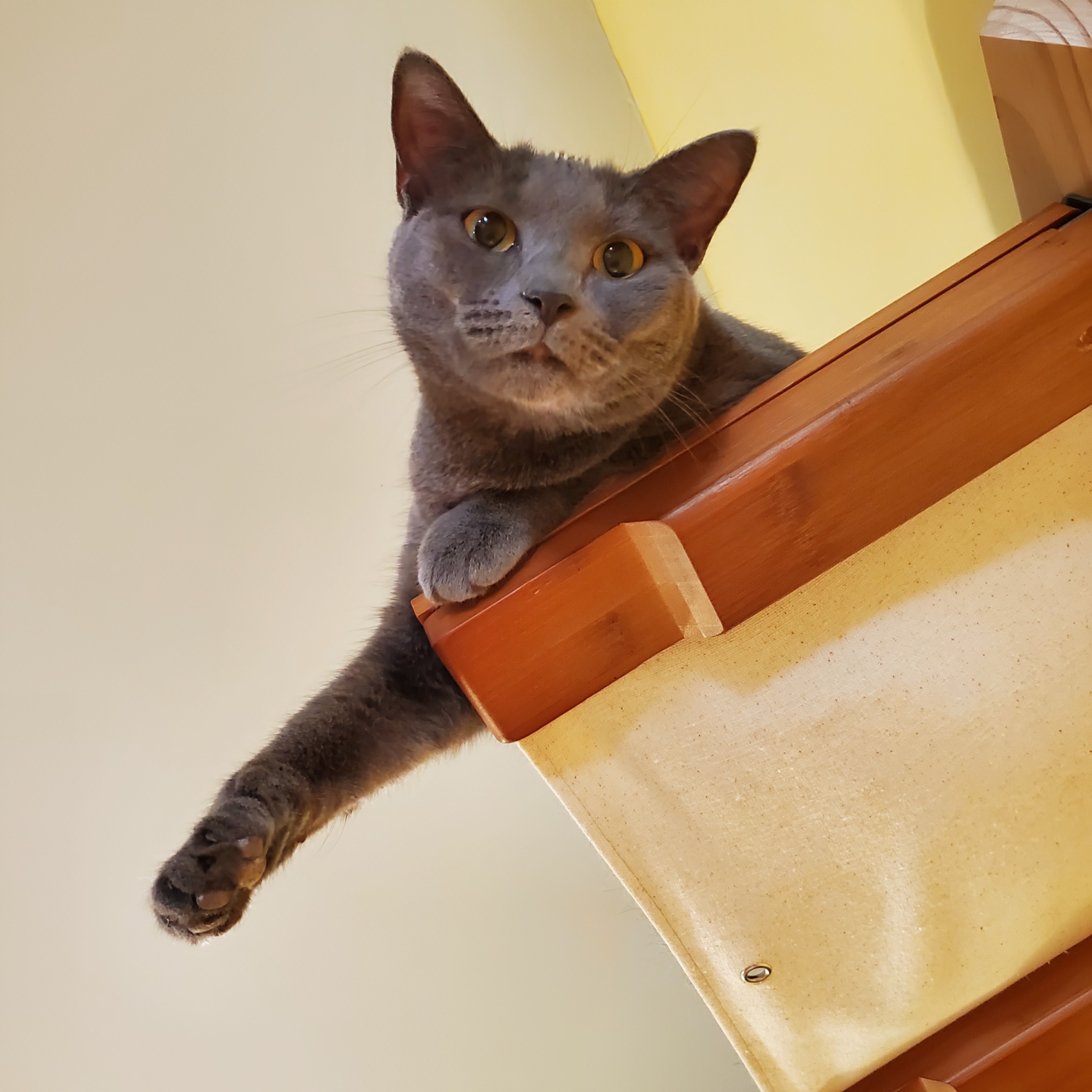 Chloe, a Adoptable Domestic Short Hair in Greensboro, NC image 5/6