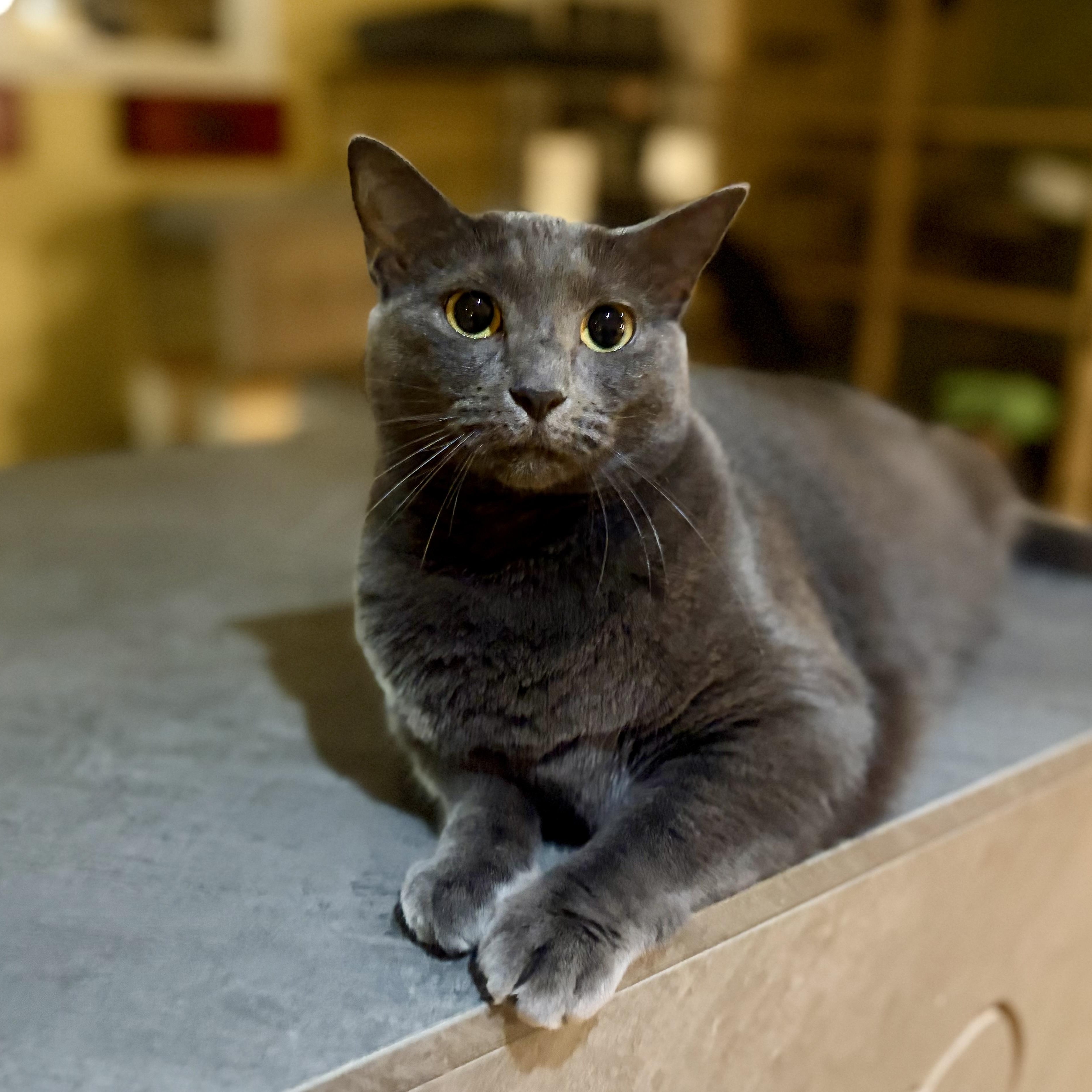 Enlarge Chloe, a Adoptable Domestic Short Hair in Greensboro, NC image 6/6