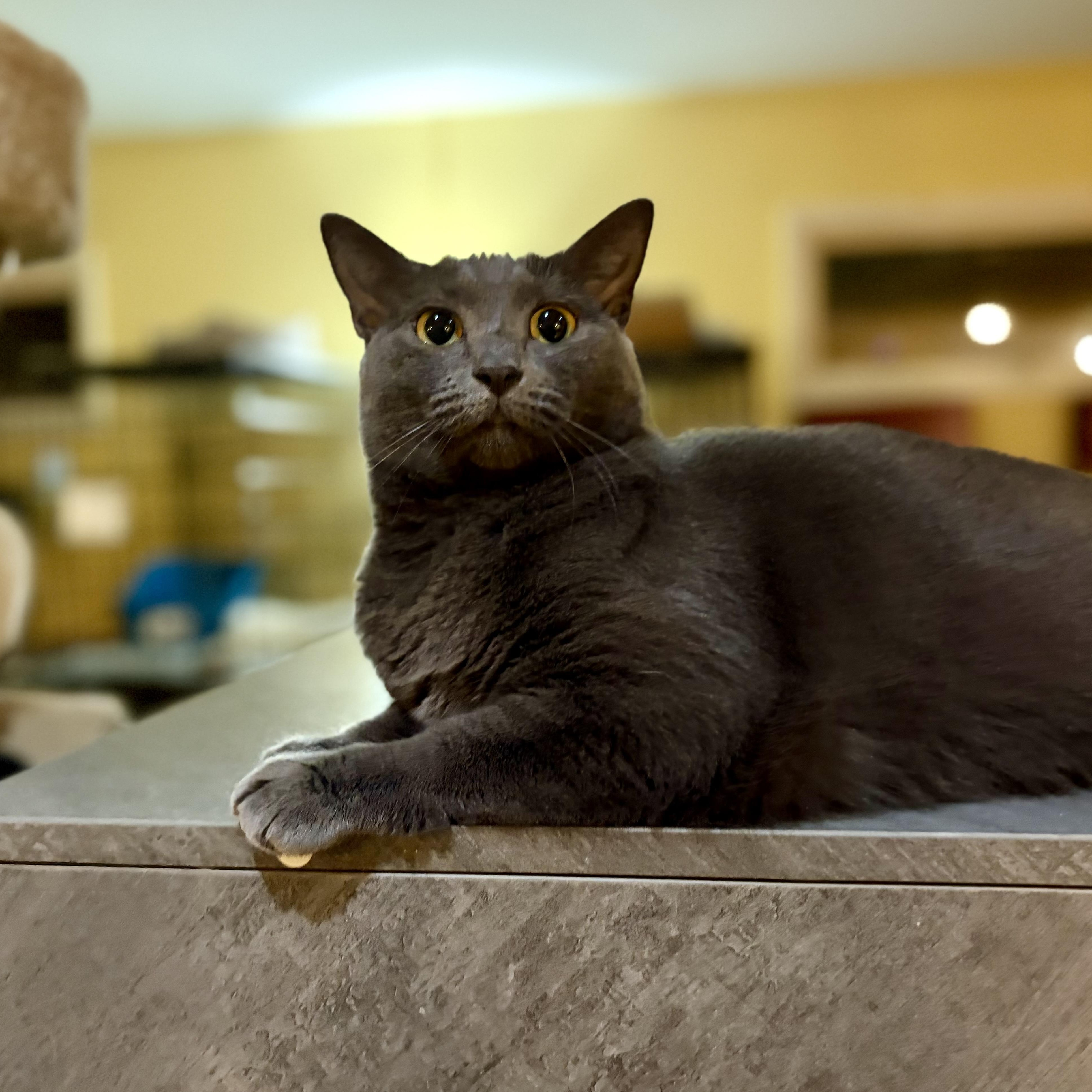 Enlarge Chloe, a Adoptable Domestic Short Hair in Greensboro, NC image 5/6