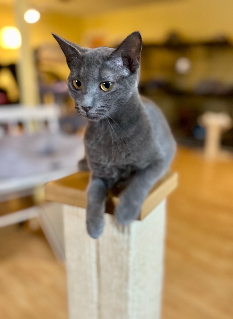 Chloe, a Adoptable Domestic Short Hair in Greensboro, NC image 6/6