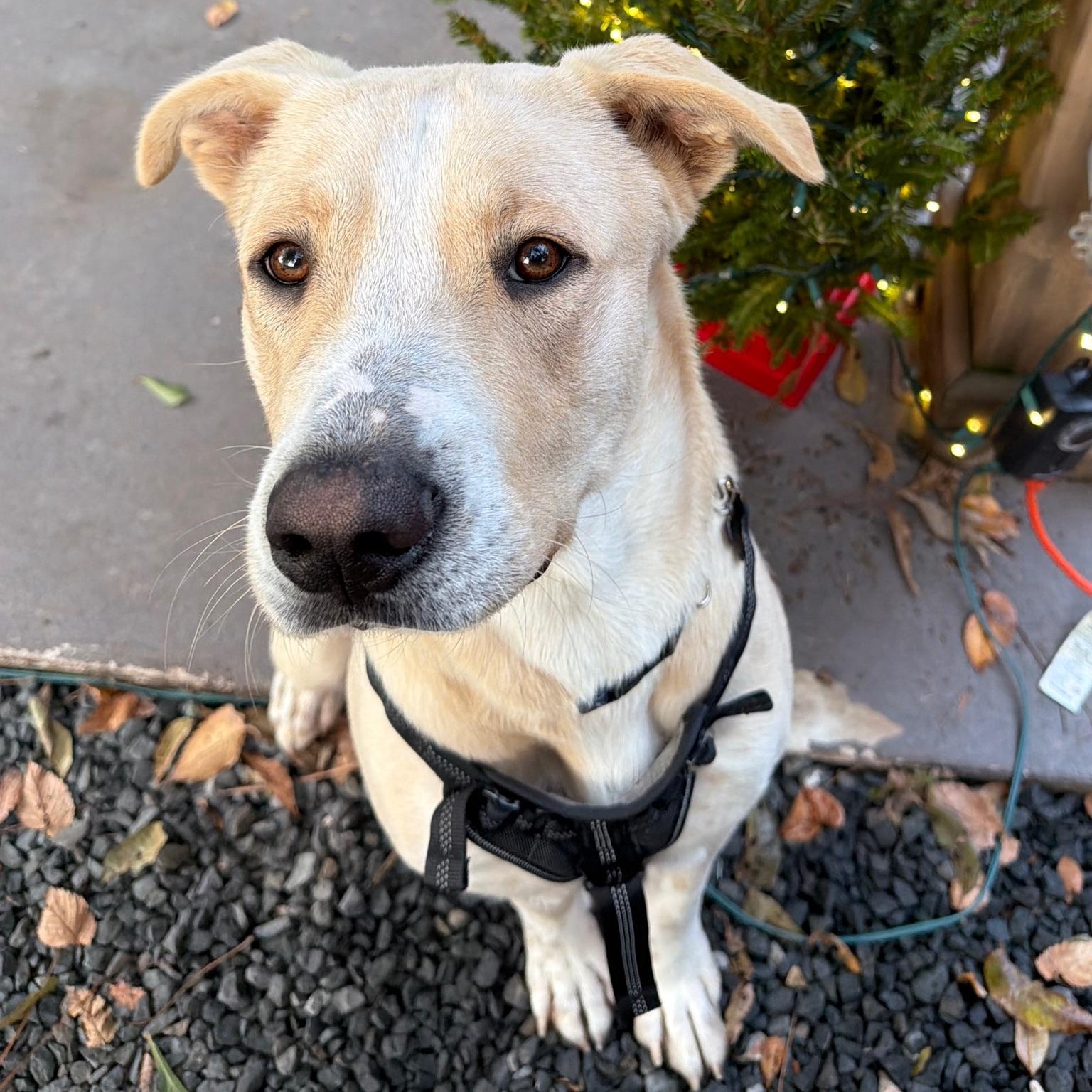 Sunny, Adoptable, Young Male Anatolian Shepherd.