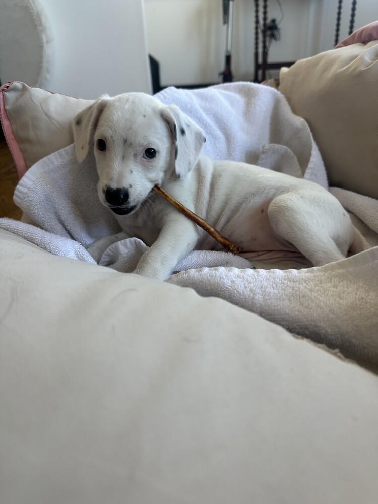 Felicity, Adoptable, Puppy Female Australian Cattle Dog / Blue Heeler & Australian Shepherd.