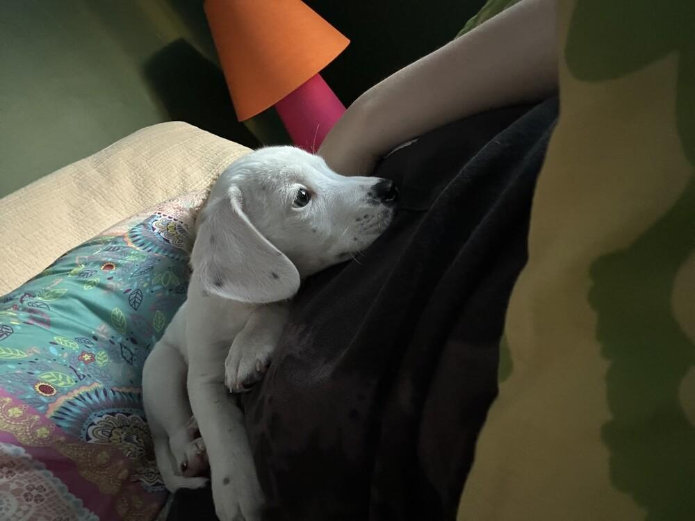 Felicity, a Adoptable mixed breed in Manhattan, NY image 3/4