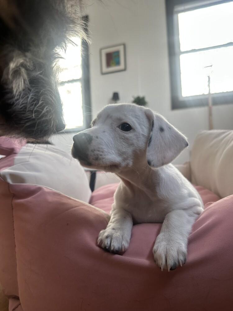 Felicity, a Adoptable mixed breed in Manhattan, NY image 4/4