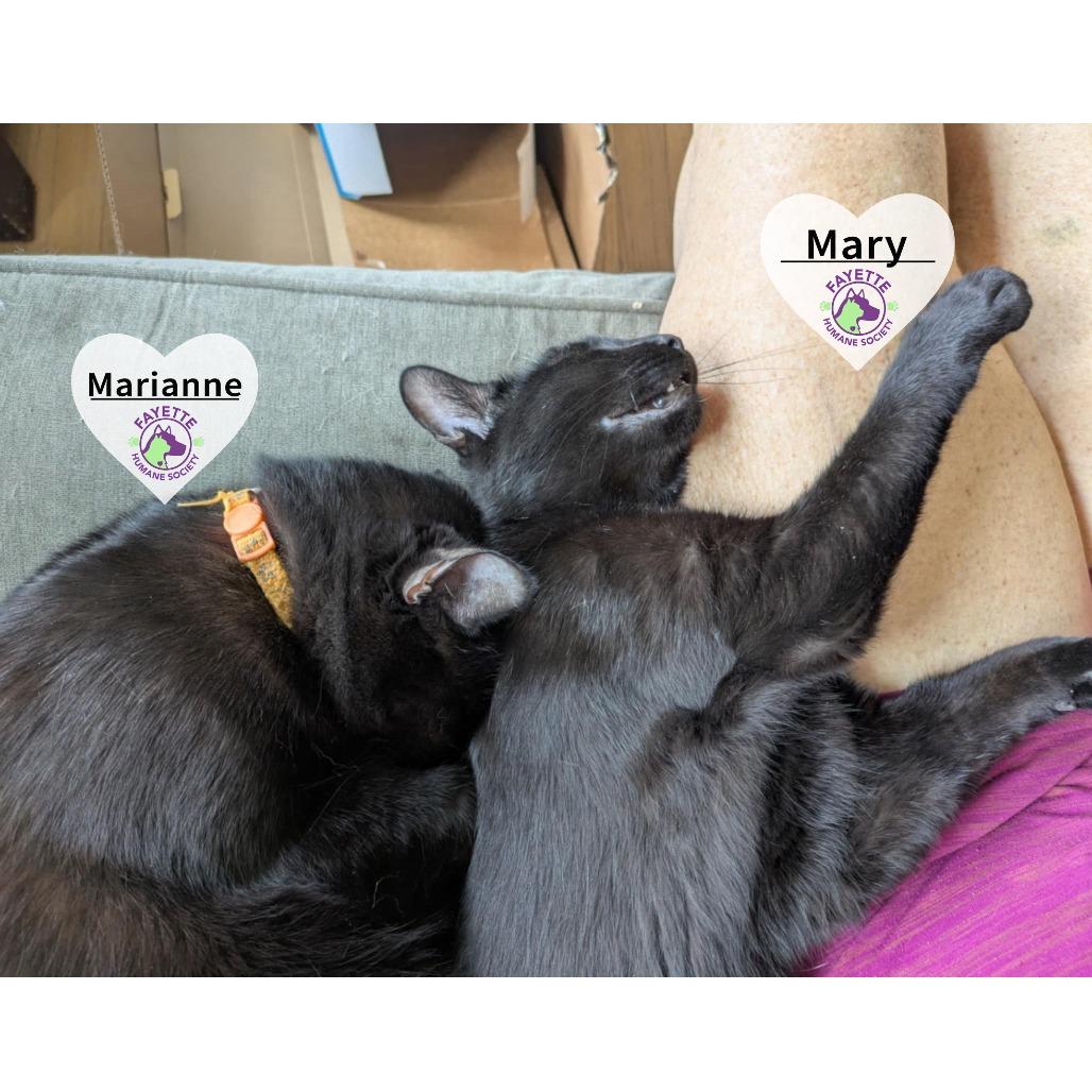 Marianne Davis, Adoptable, Young Female Domestic Short Hair.