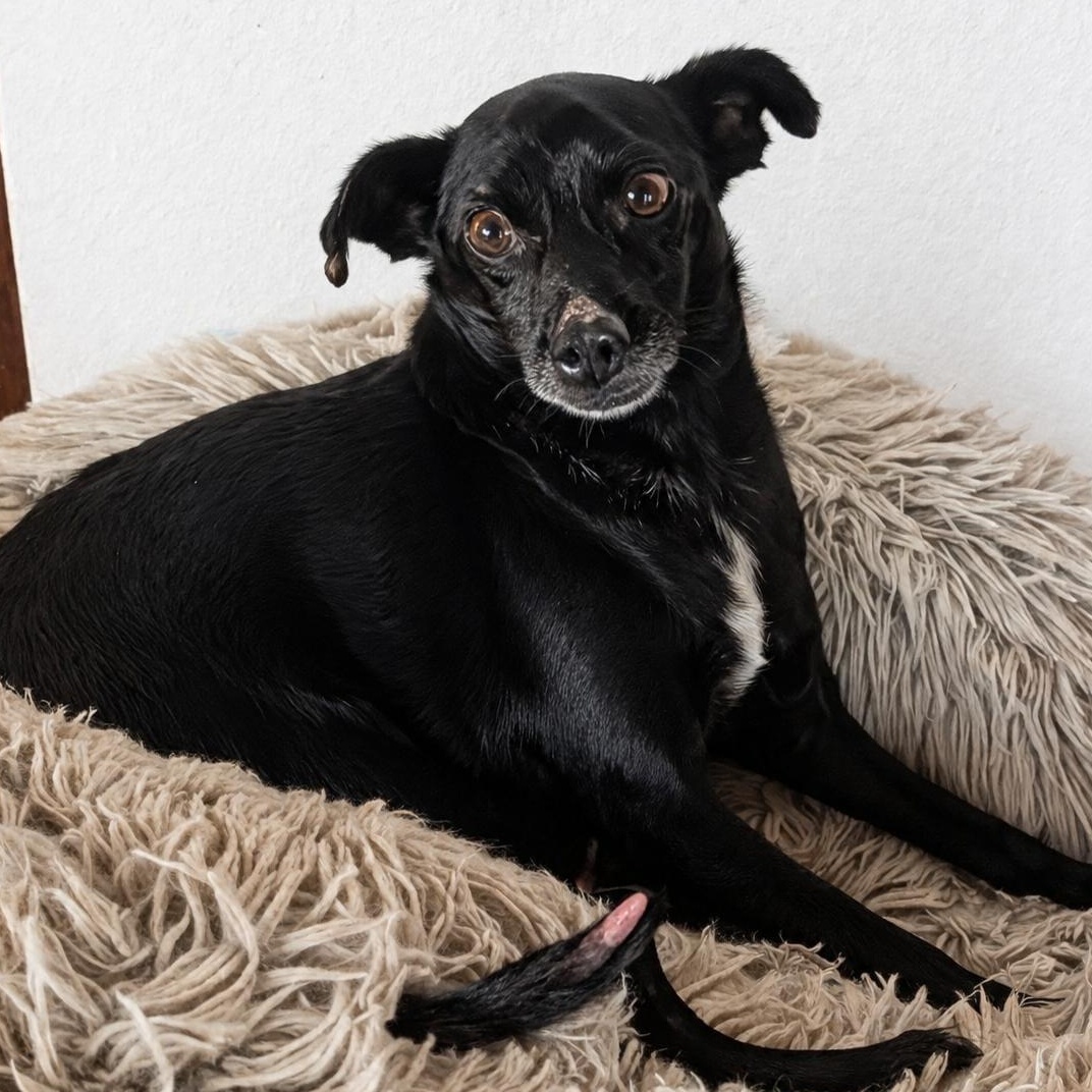 Enlarge Leo, a Adoptable mixed breed in Sherwood, OR image 3/3