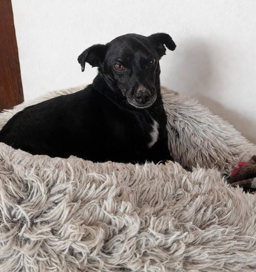 Enlarge Leo, a Adoptable mixed breed in Sherwood, OR image 2/3