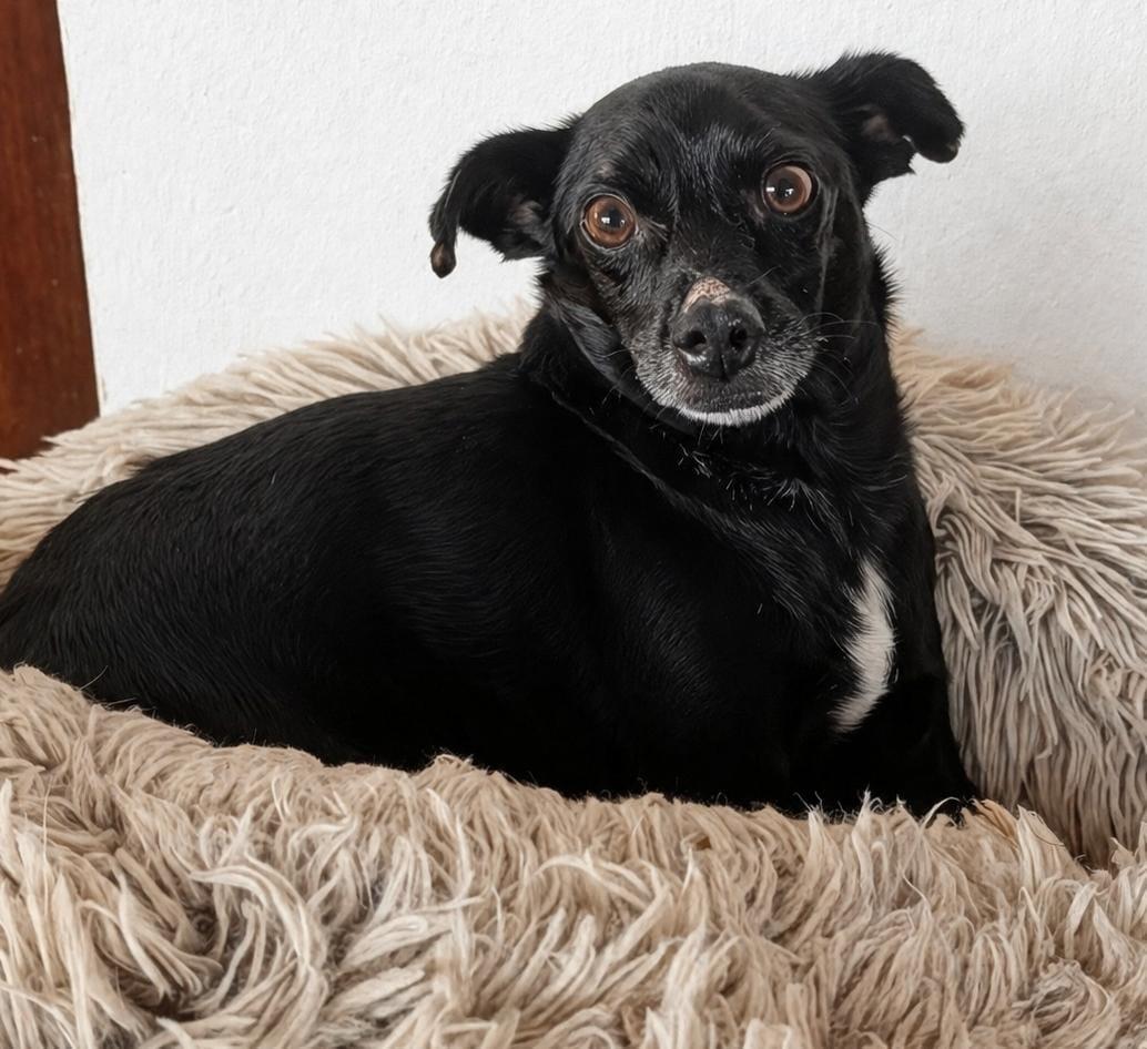 Enlarge Leo, a Adoptable mixed breed in Sherwood, OR image 1/3