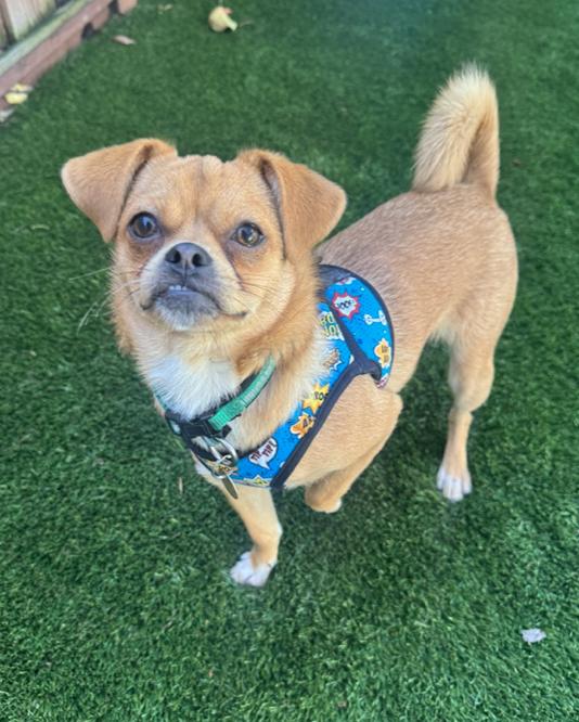 Enlarge George, a Adoptable mixed breed in Emeryville, CA image 1/4