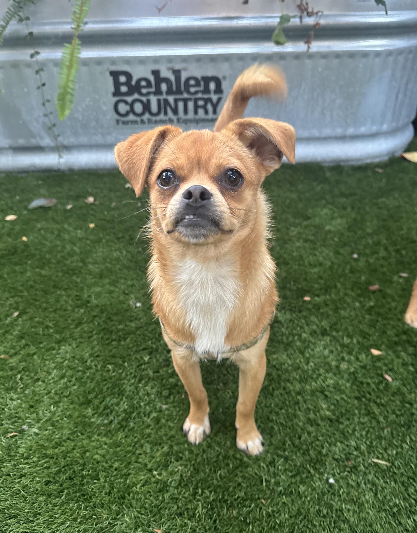 Enlarge George, a Adoptable mixed breed in Emeryville, CA image 2/4