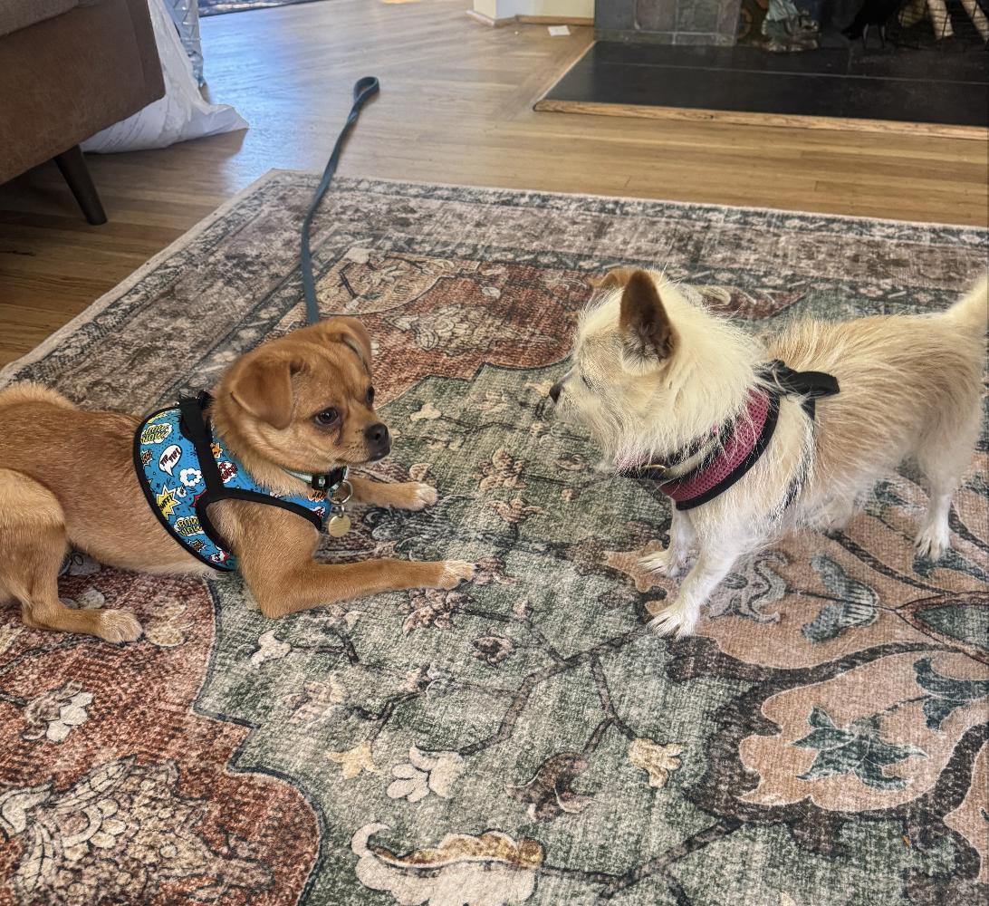 Enlarge George, a Adoptable mixed breed in Emeryville, CA image 4/4