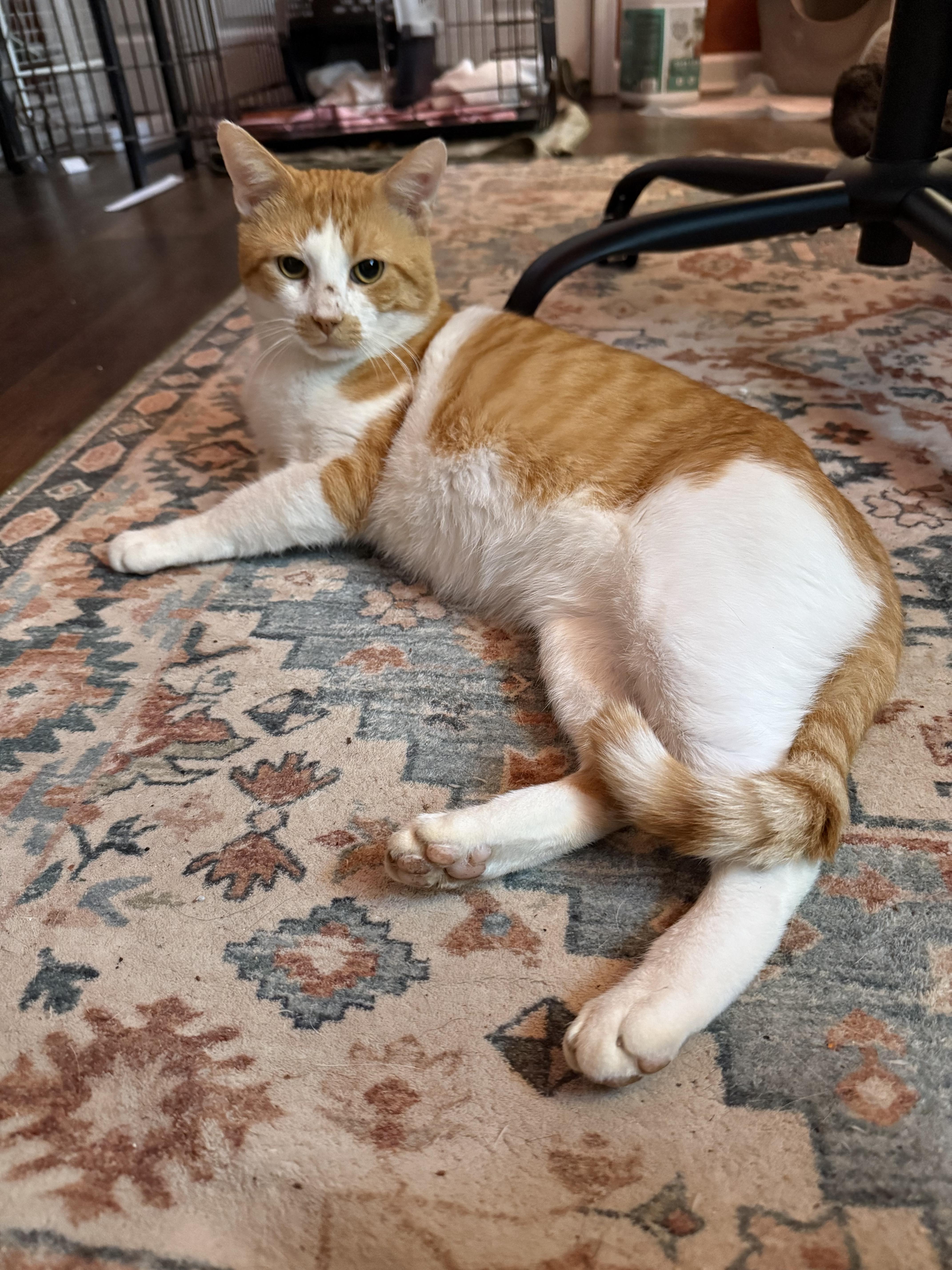 Enlarge Sinbad, a Adoptable Domestic Short Hair in Flanders, NJ image 2/3