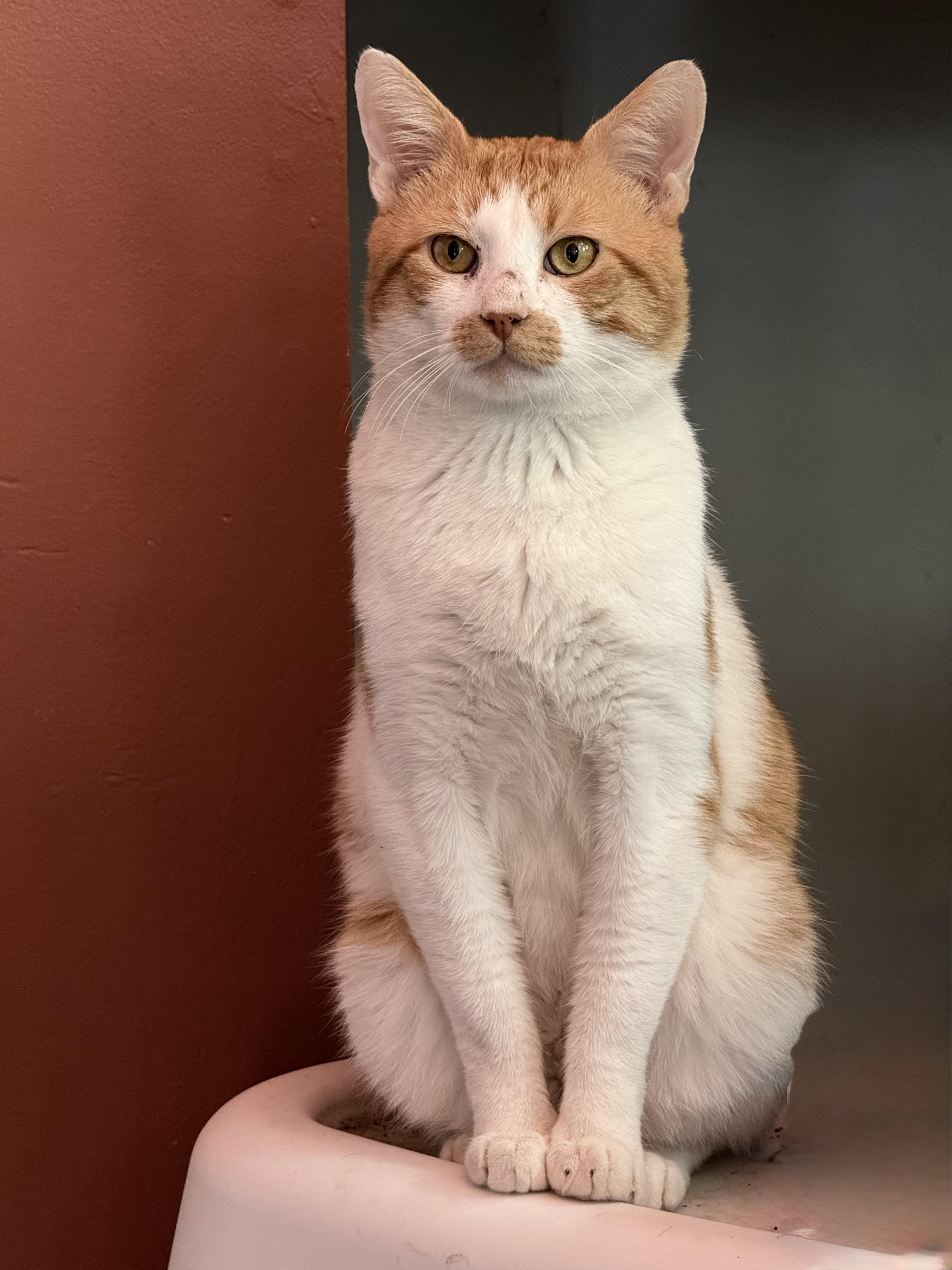 Enlarge Sinbad, a Adoptable Domestic Short Hair in Flanders, NJ image 1/3