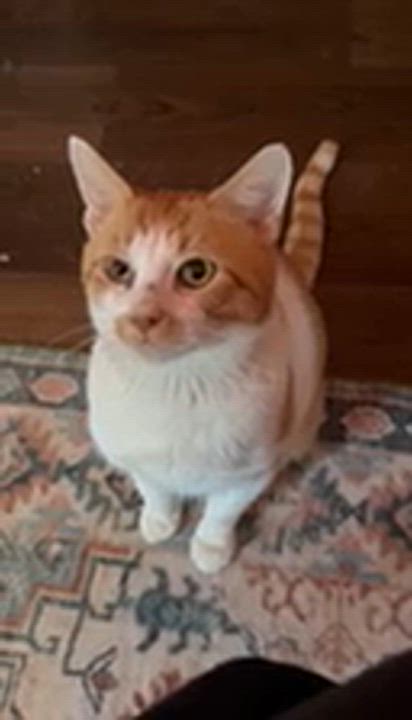 Enlarge Sinbad, a Adoptable Domestic Short Hair in Flanders, NJ video 3/3