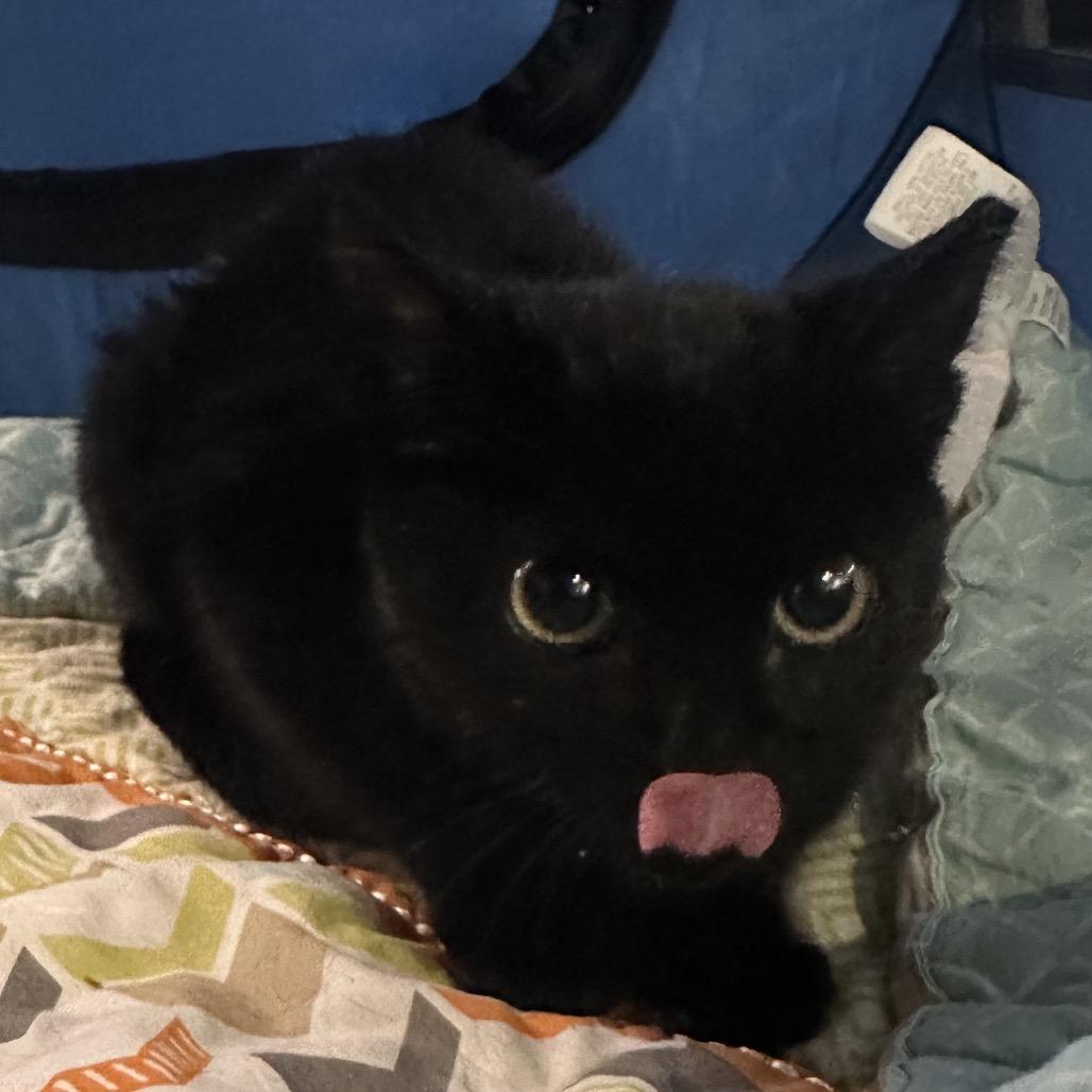 Nelly, Adoptable, Young Female Domestic Short Hair.