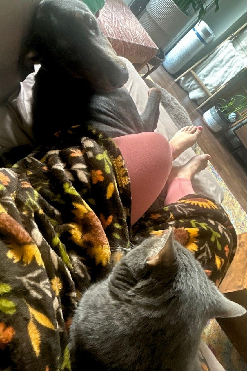 Ashe 3533, Adoptable, Young Female Doberman Pinscher.