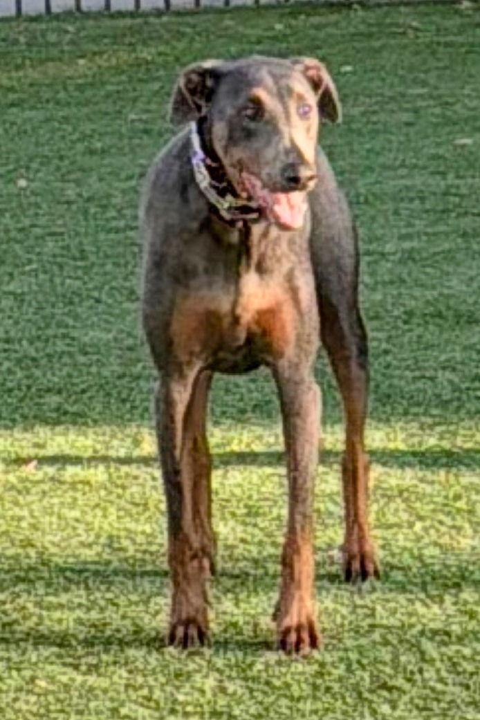 Ashe 3533, a Adoptable Doberman Pinscher in Oakland Park, FL image 2/3