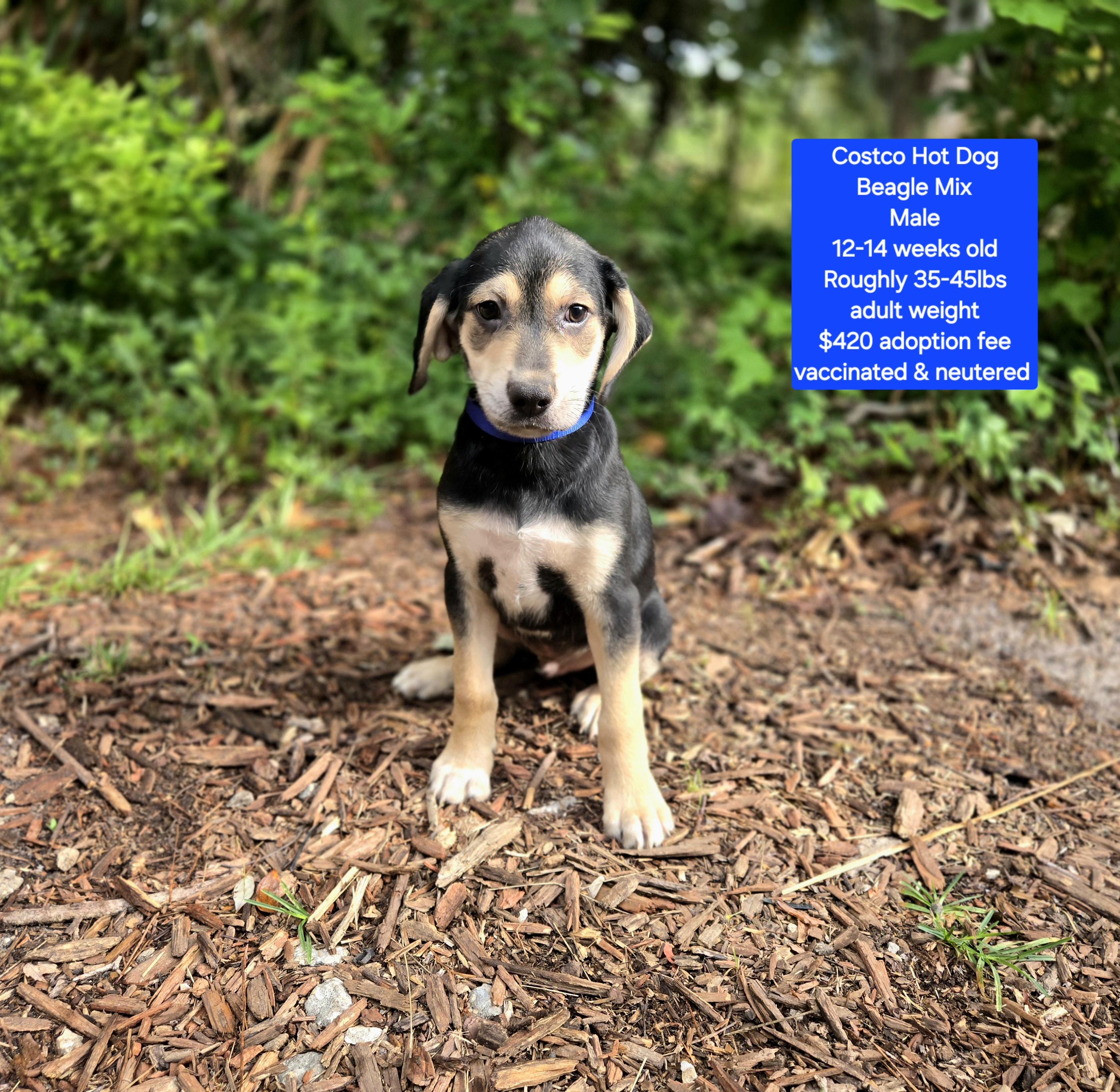 Costco Hot Dog, ADOPTABLE, Puppy Male Beagle.