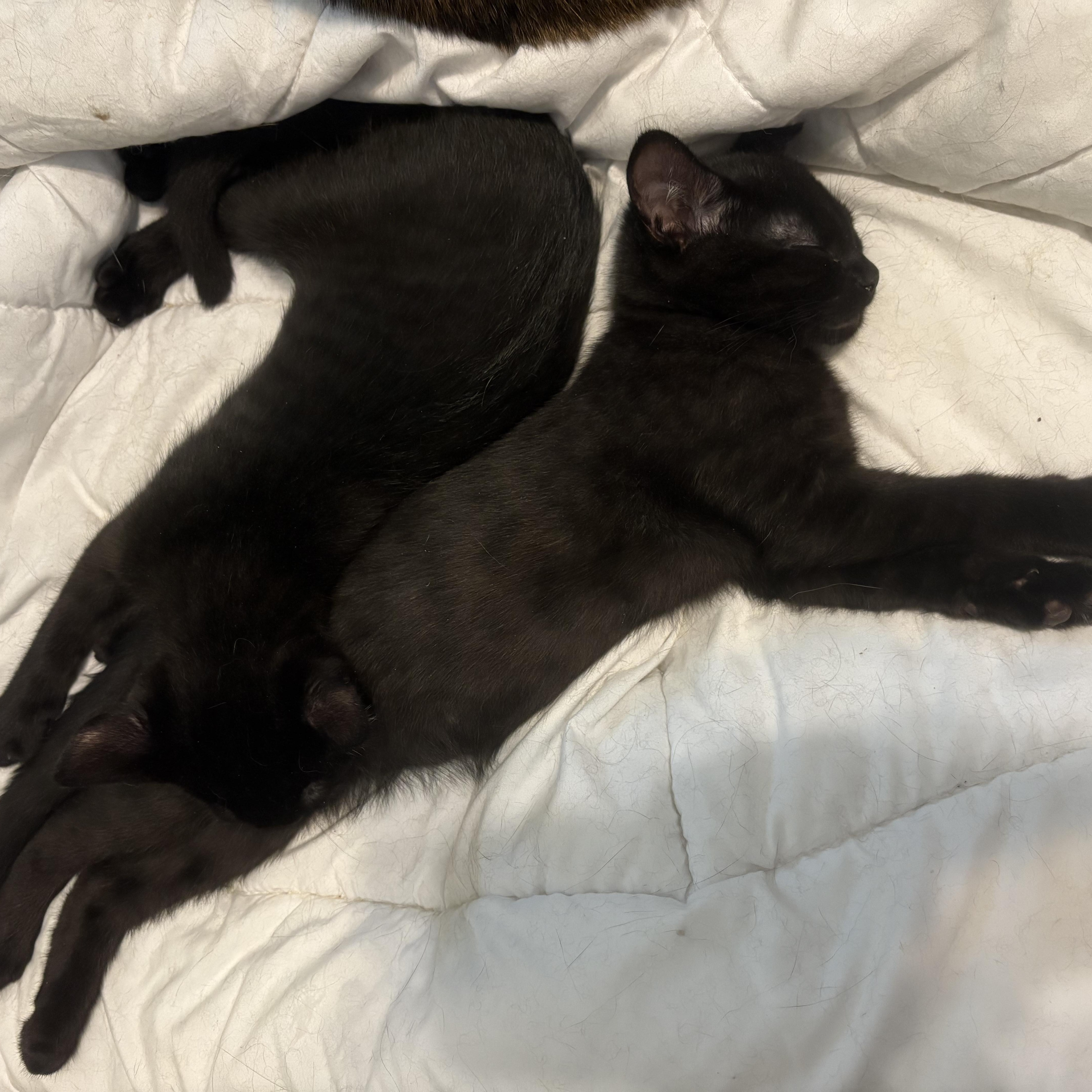 Frankie & Jesse, an adoptable Domestic Short Hair in Fredericton, NB, E3B 1K8 | Photo Image 3