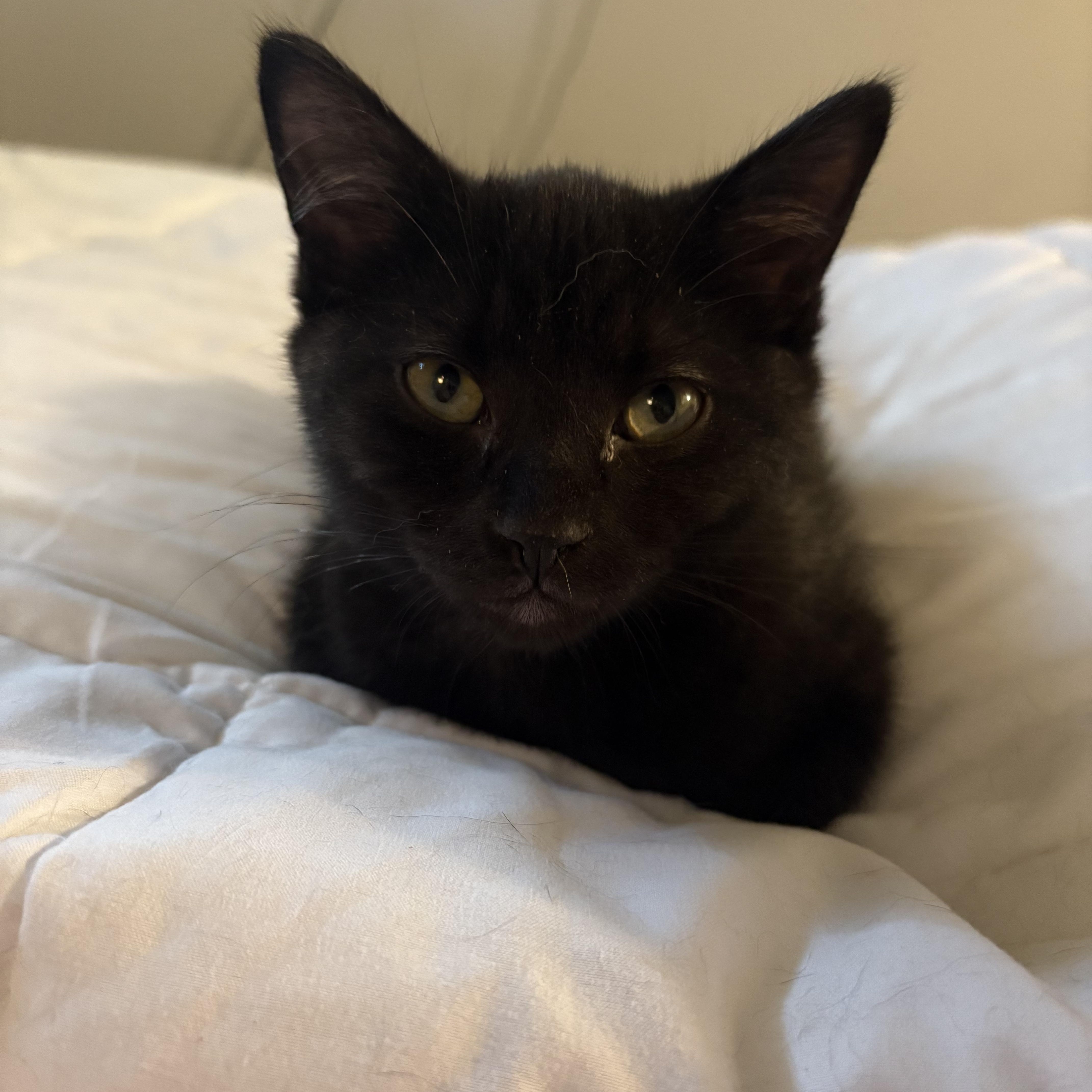 Frankie & Jesse, an adoptable Domestic Short Hair in Fredericton, NB, E3B 1K8 | Photo Image 2