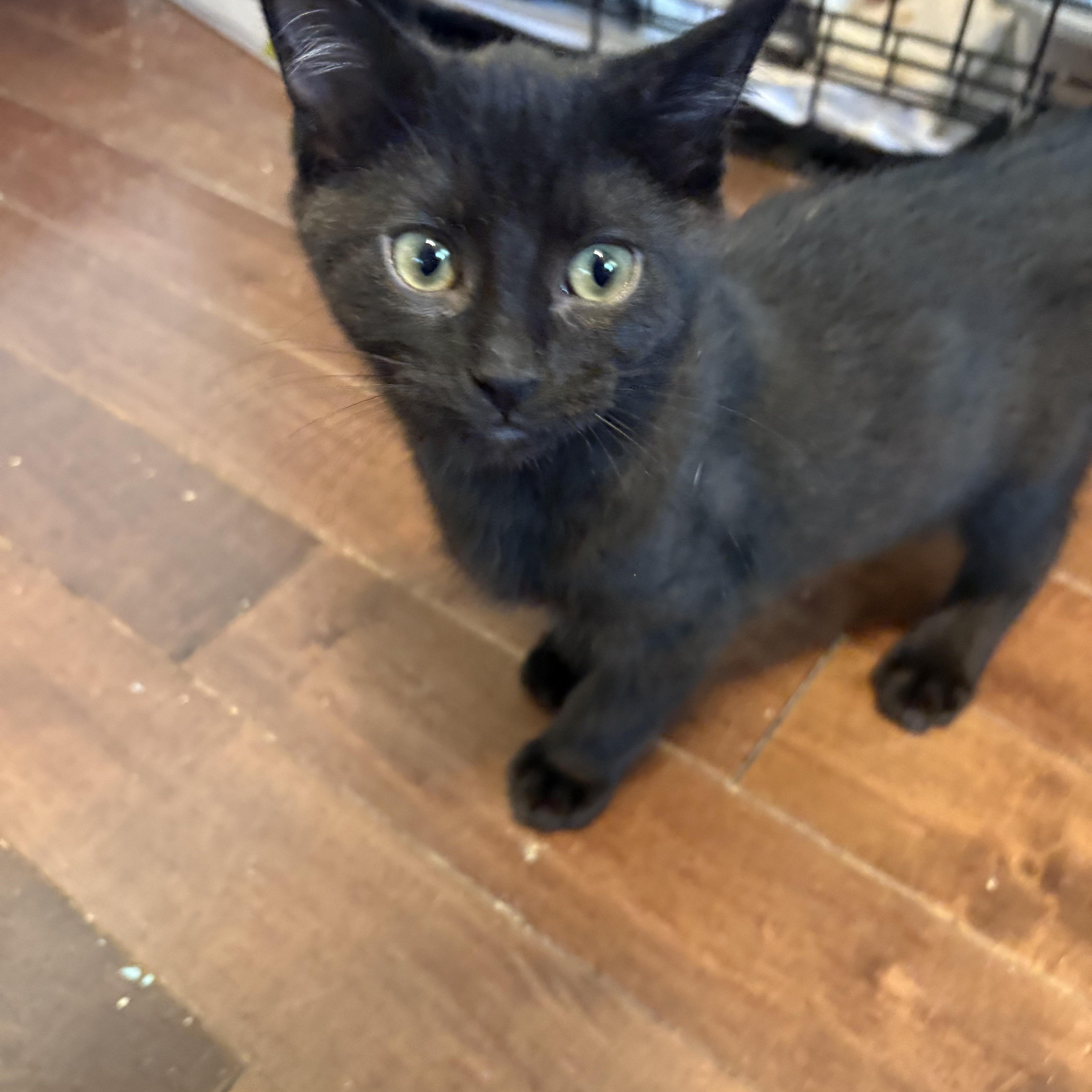 Frankie & Jesse, an adoptable Domestic Short Hair in Fredericton, NB, E3B 1K8 | Photo Image 5