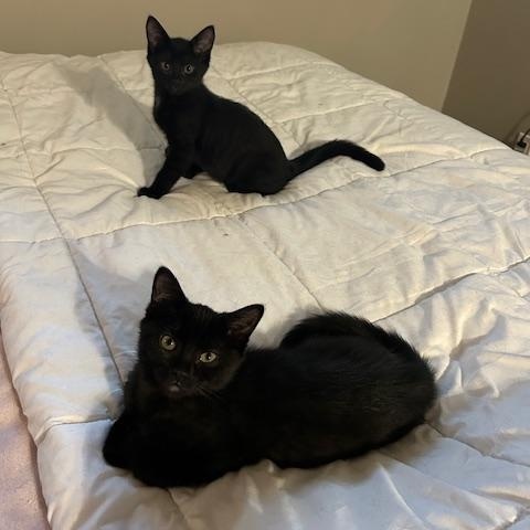 Frankie & Jesse, an adoptable Domestic Short Hair in Fredericton, NB, E3B 1K8 | Photo Image 1