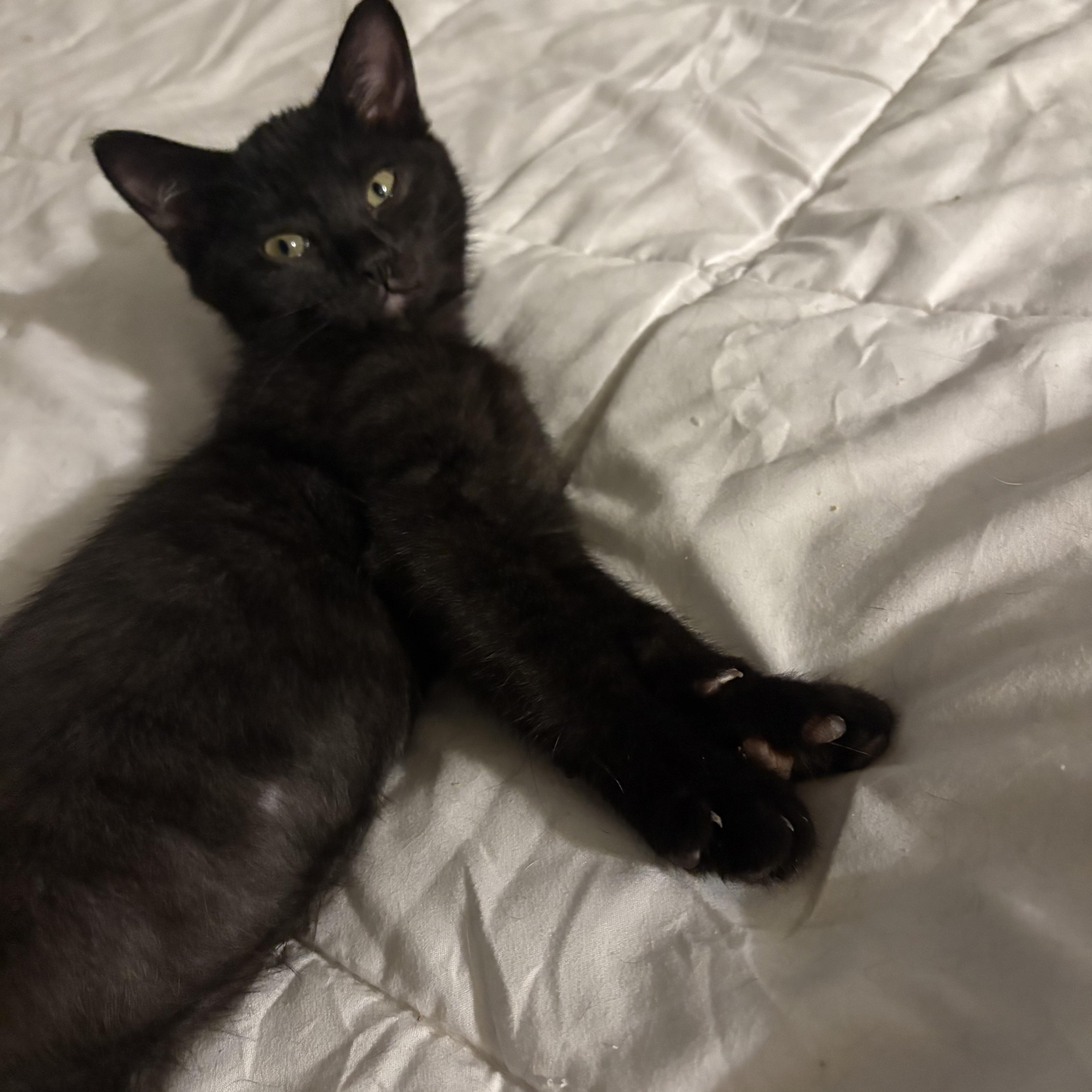 Frankie & Jesse, an adoptable Domestic Short Hair in Fredericton, NB, E3B 1K8 | Photo Image 6