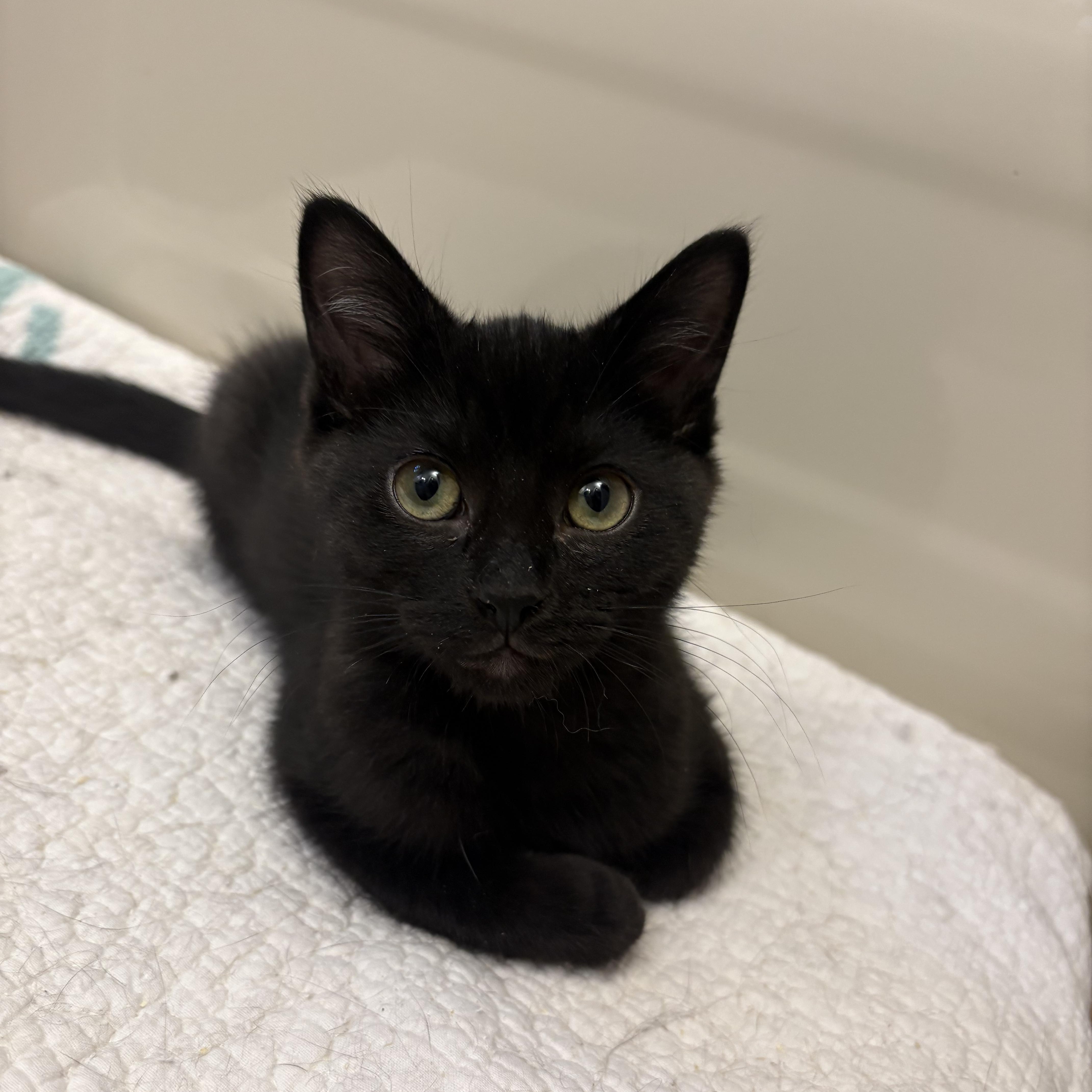 Frankie & Jesse, an adoptable Domestic Short Hair in Fredericton, NB, E3B 1K8 | Photo Image 4