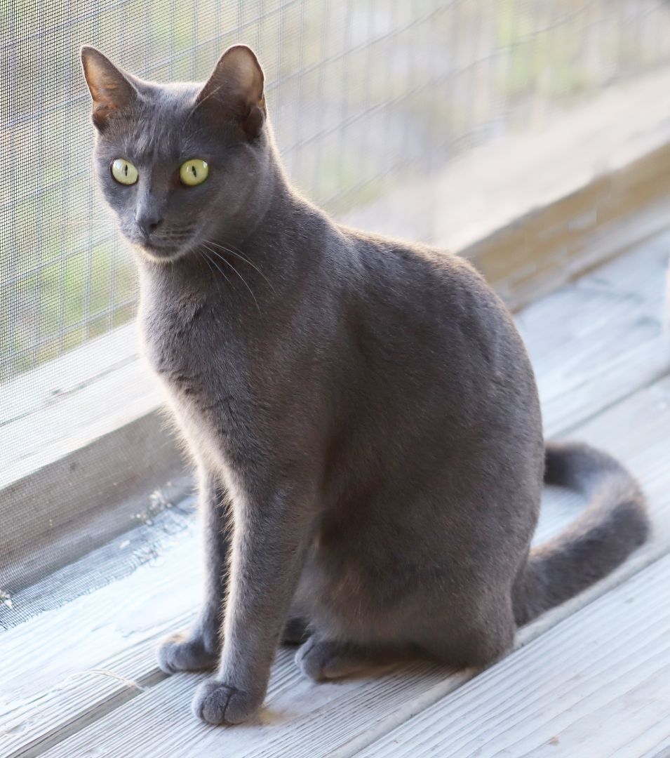 Carol, a Adoptable mixed breed in North Fort Myers, FL image 1/4