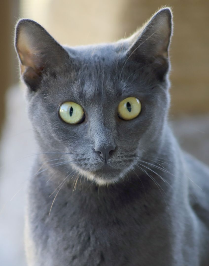 Carol, a Adoptable mixed breed in North Fort Myers, FL image 2/4